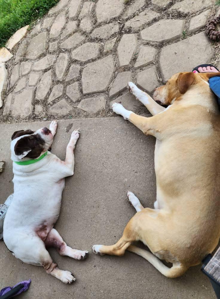 Enlarge Maci, a Adoptable mixed breed in Lexington, MO image 4/6