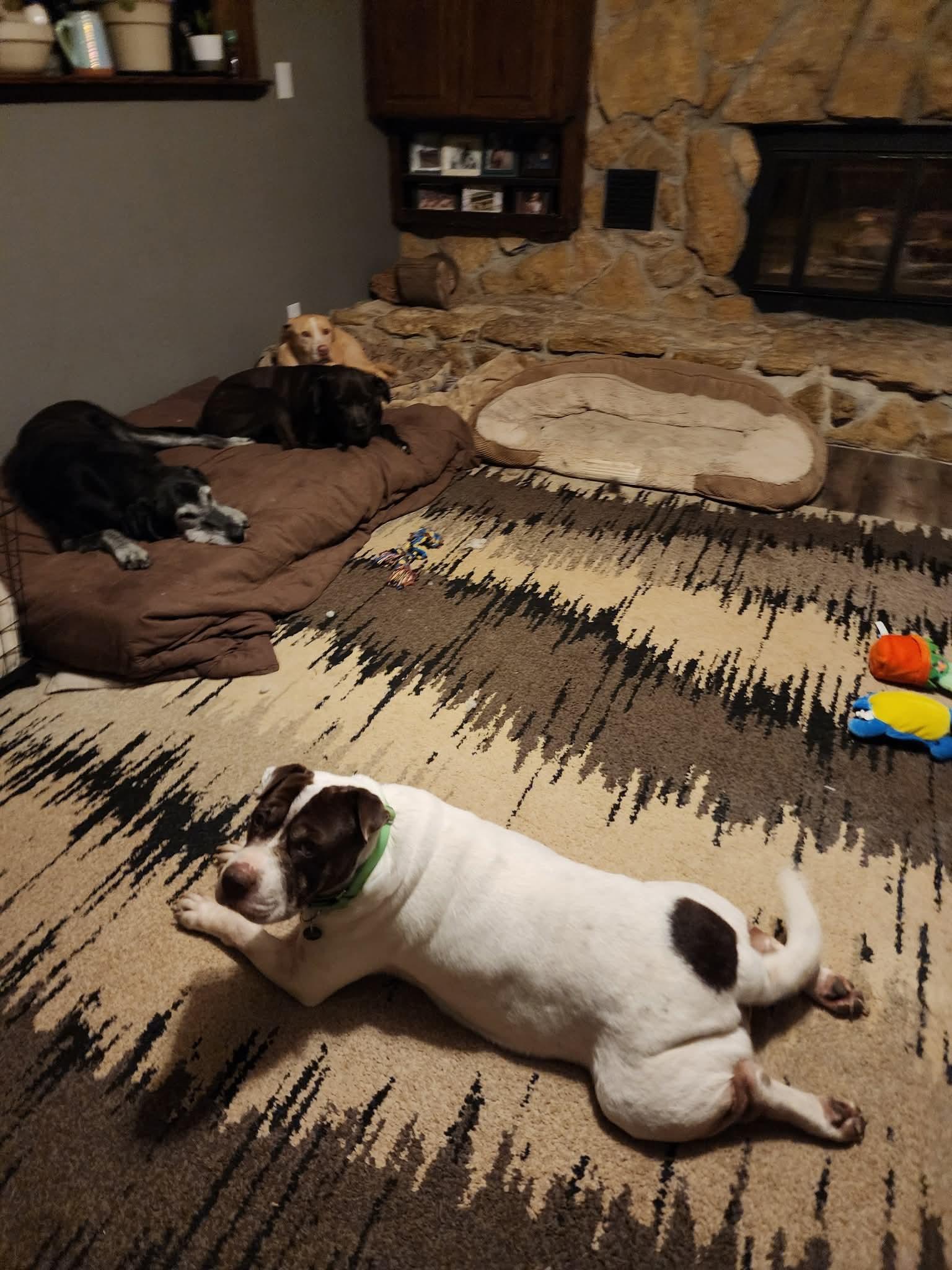 Enlarge Maci, a Adoptable mixed breed in Lexington, MO image 5/6