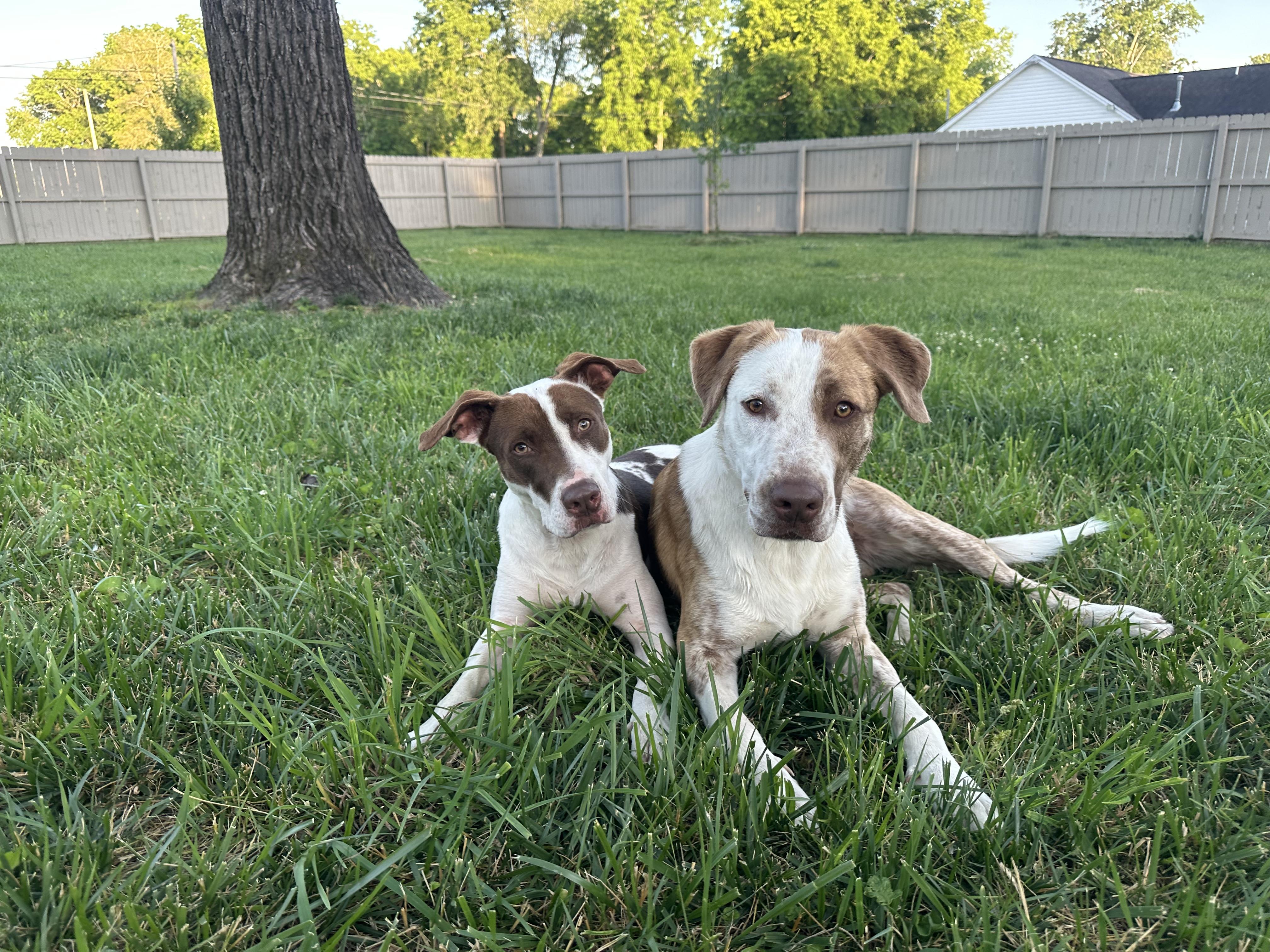 Grayson, a ADOPTABLE mixed breed in Shelbyville, TN image 5/5