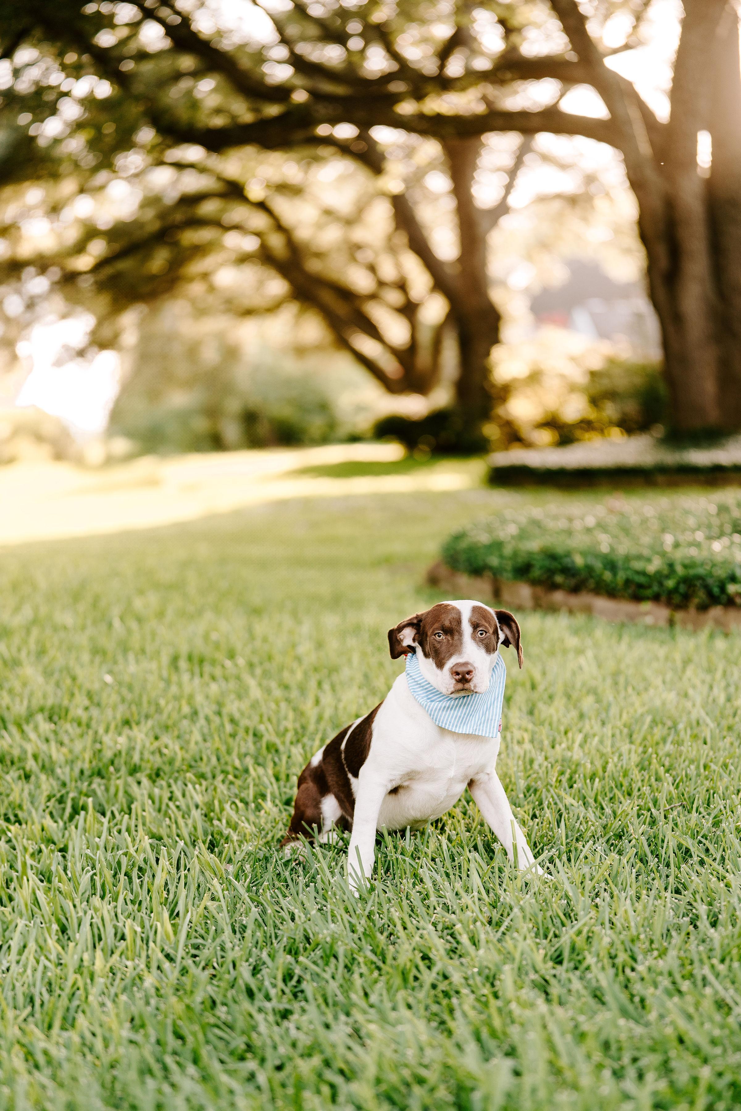 Grayson, a ADOPTABLE mixed breed in Shelbyville, TN image 5/5