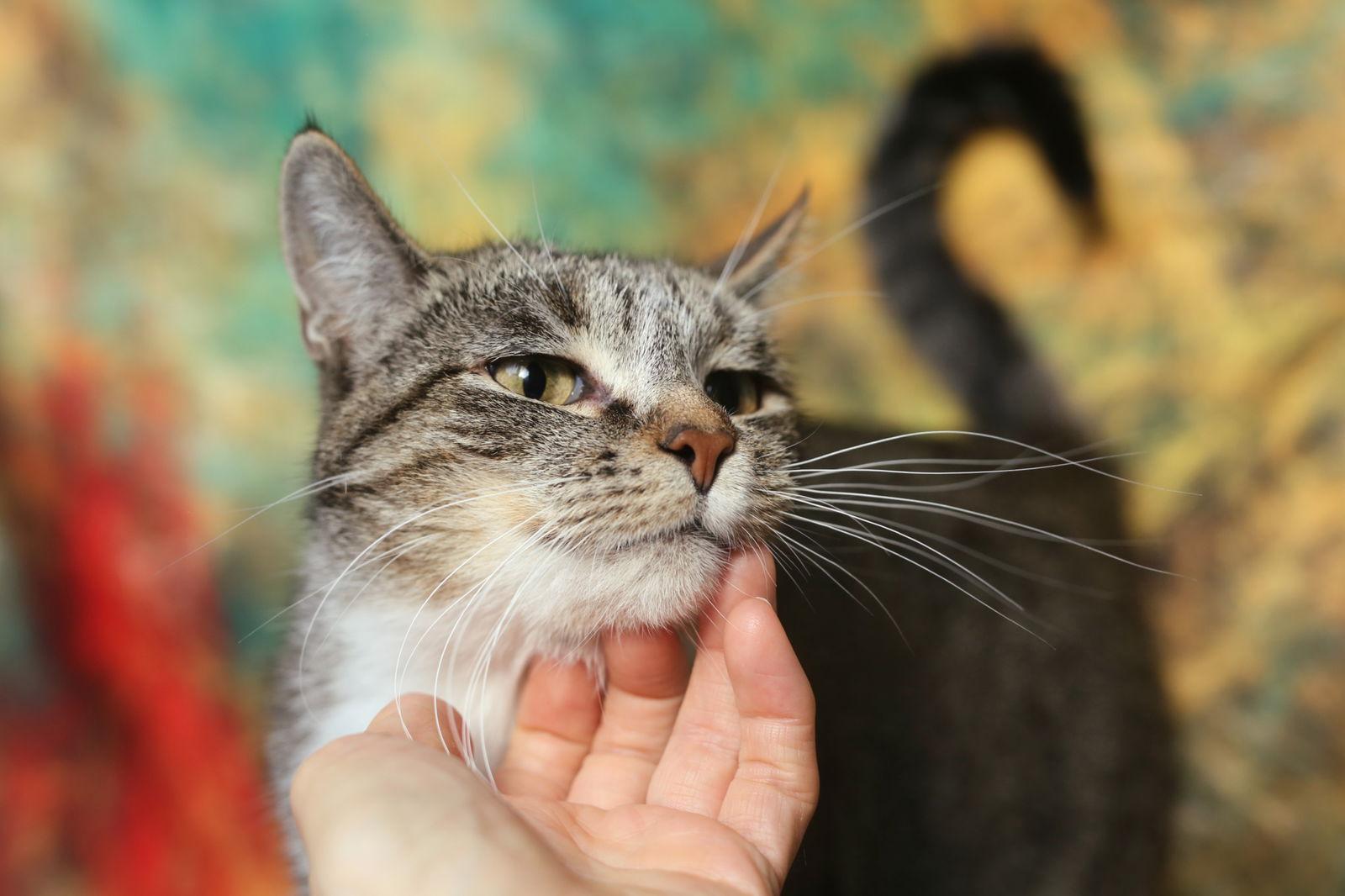 Mayra (FeLV+/FIV+), Adoptable, Adult Female Domestic Short Hair.