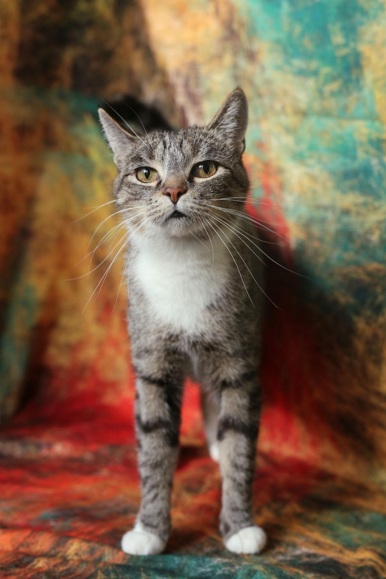 Mayra (FeLV+/FIV+), a Adoptable Domestic Short Hair in New Prague, MN image 3/3