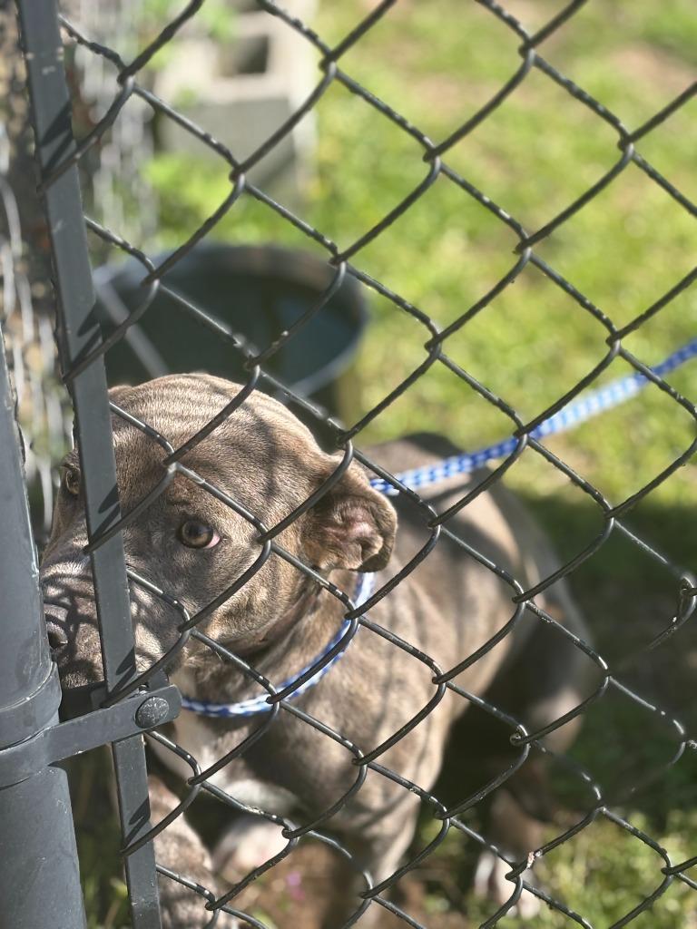 Enlarge Bonnie, a Adoptable mixed breed in Effingham, SC image 1/3
