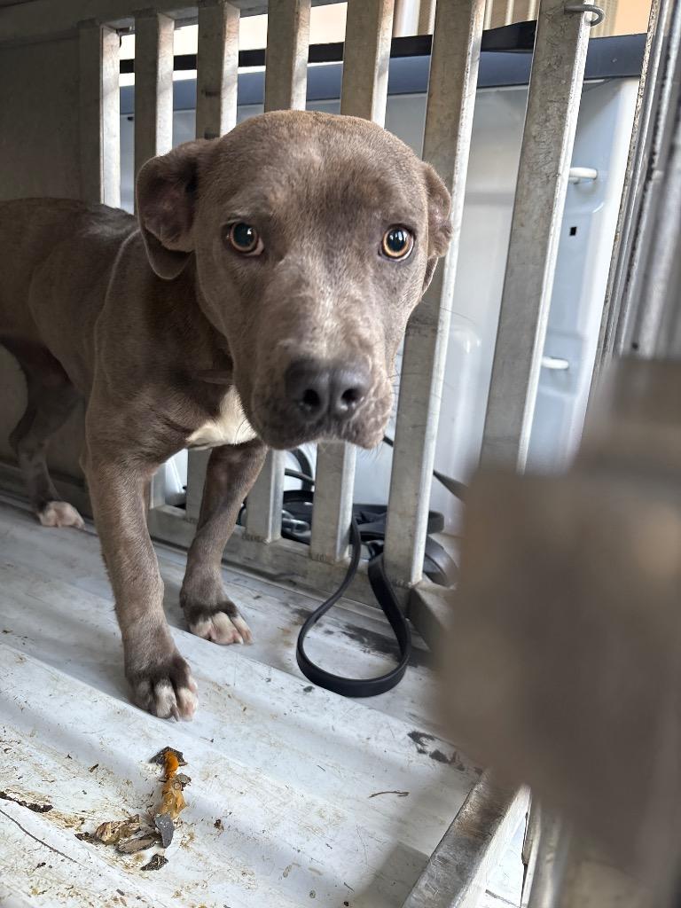 Enlarge Bonnie, a Adoptable mixed breed in Effingham, SC image 2/3