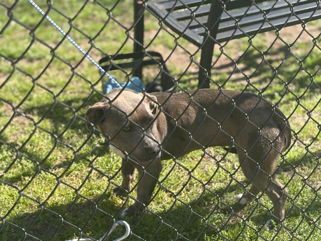 Enlarge Bonnie, a Adoptable mixed breed in Effingham, SC image 3/3