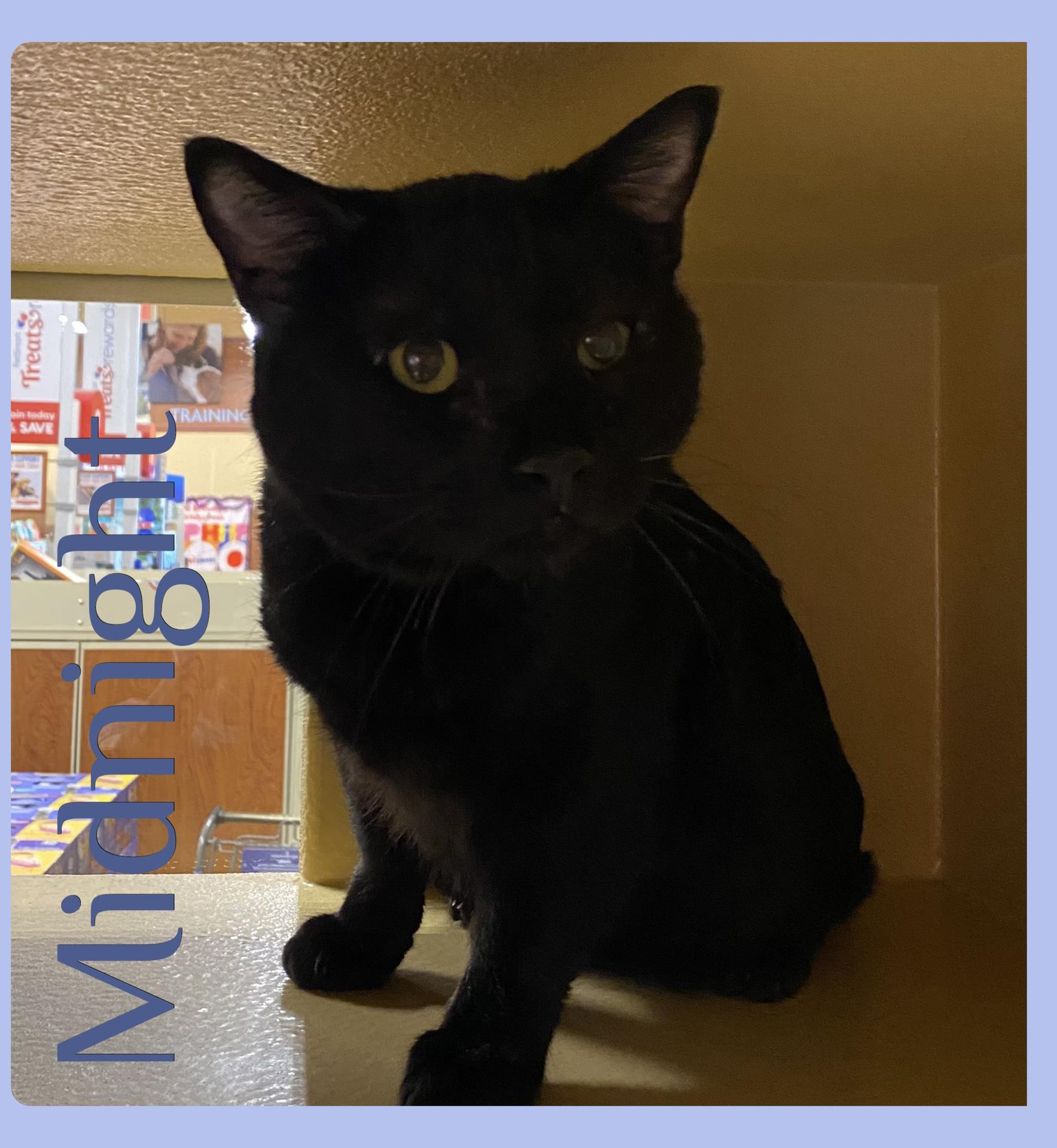 Enlarge MIDNIGHT , a ADOPTABLE Tabby in Lawton, OK image 1/1