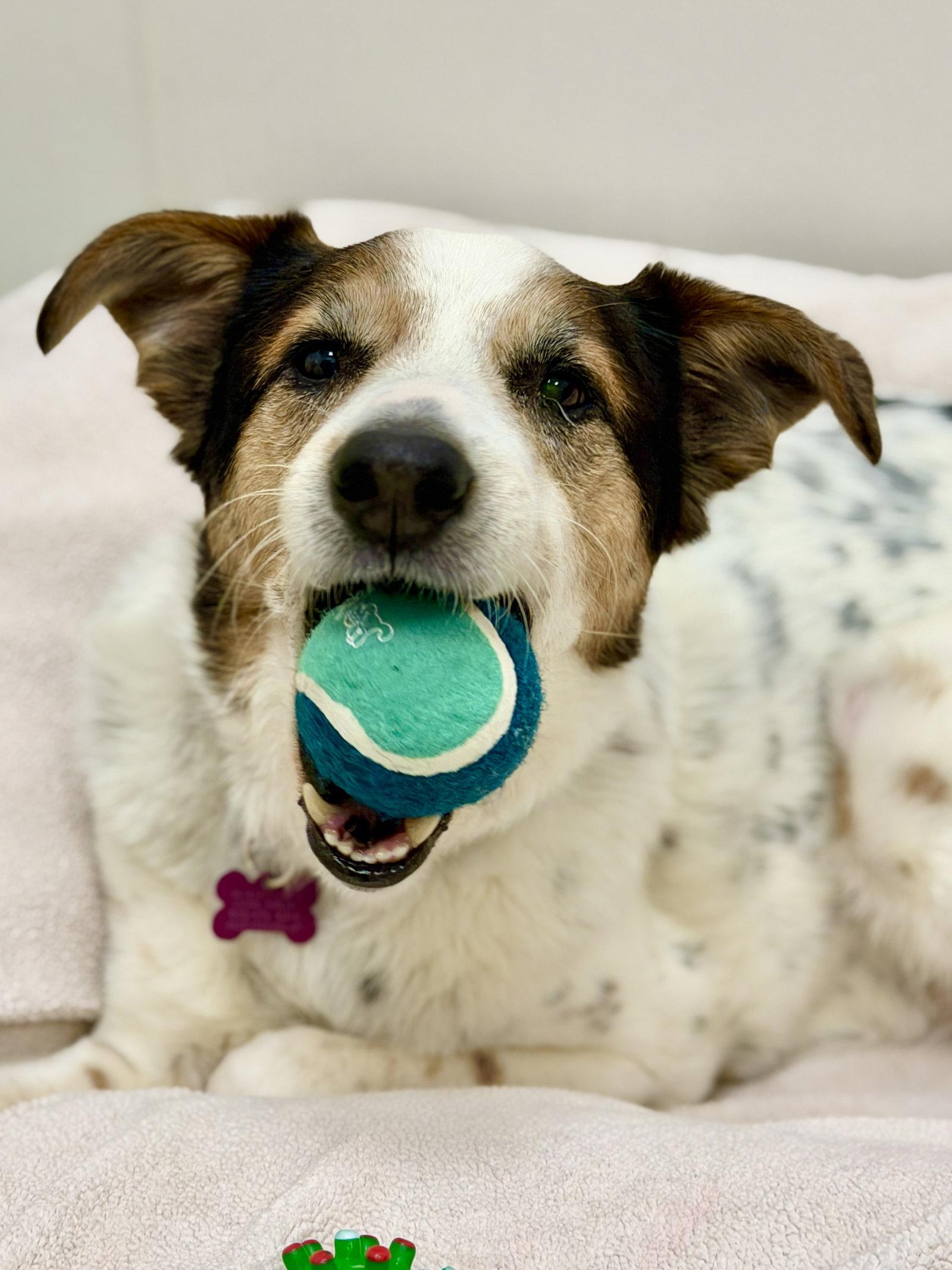 Aussie, a Adoptable Australian Shepherd in West Cornwall, CT image 1/3