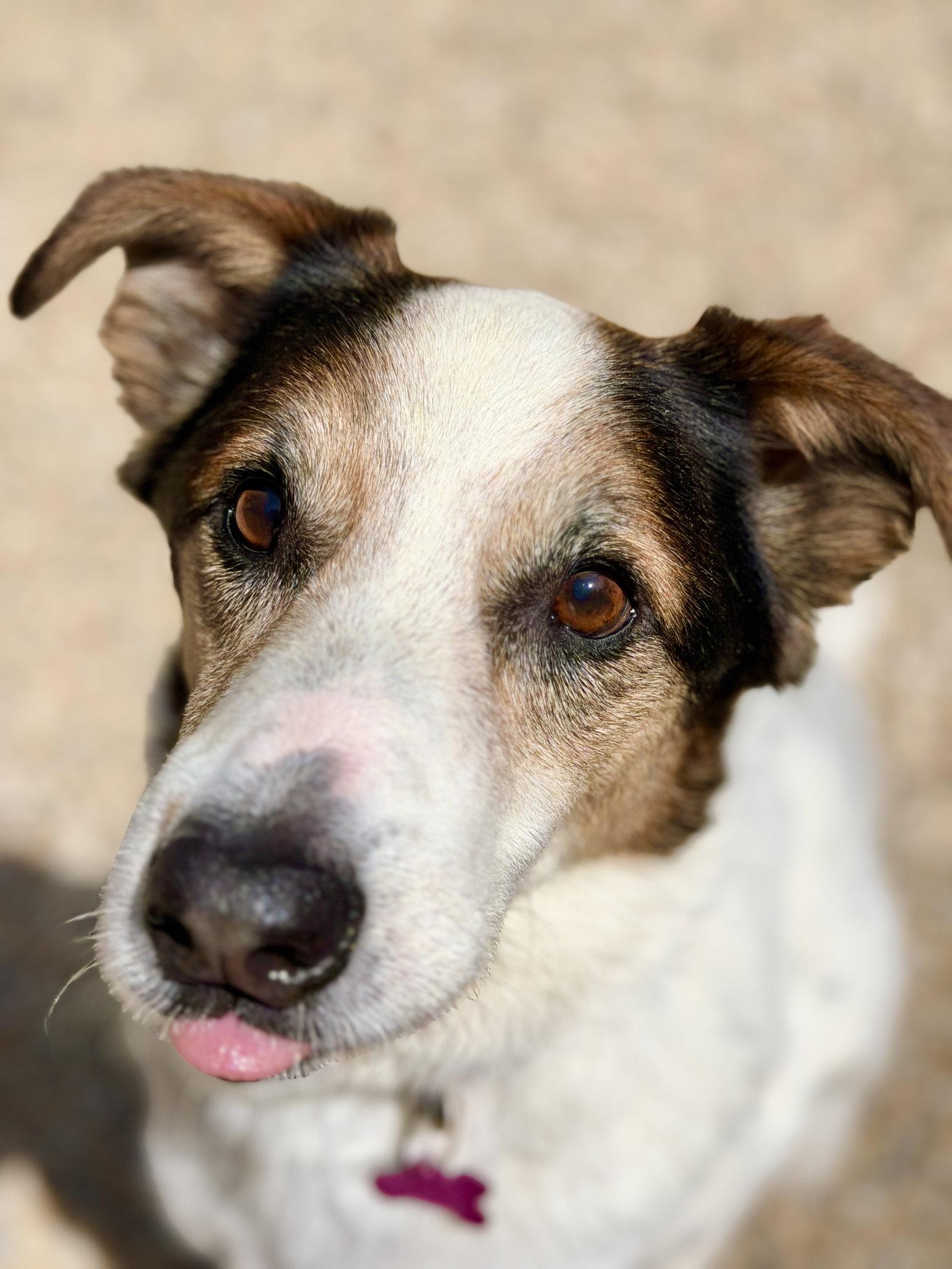 Aussie, a Adoptable Australian Shepherd in West Cornwall, CT image 2/3