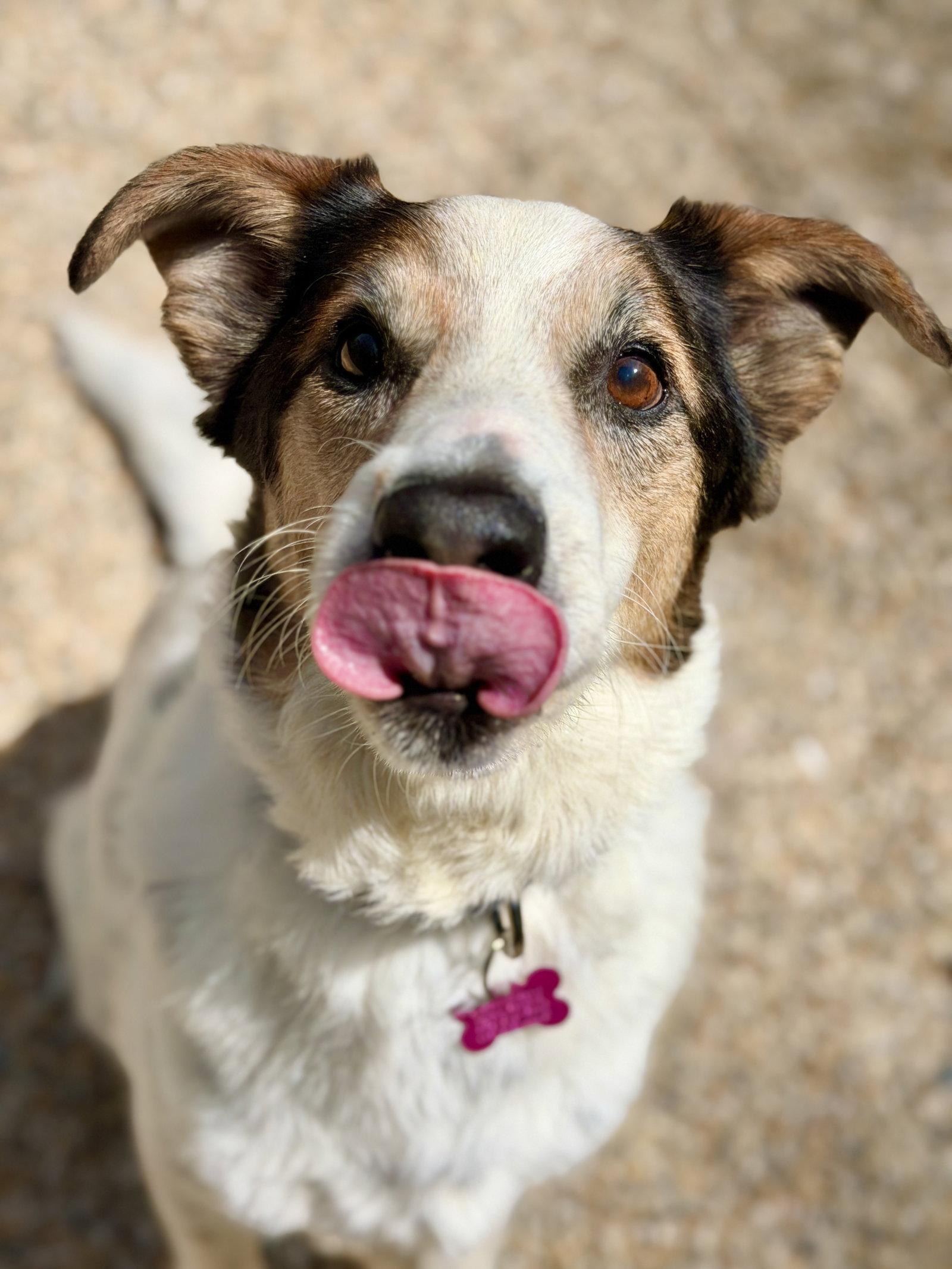 Aussie, a Adoptable Australian Shepherd in West Cornwall, CT image 3/3
