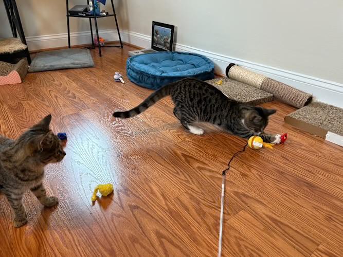 Enlarge Tamara, a Adoptable Domestic Short Hair in Beltsville, MD image 5/5