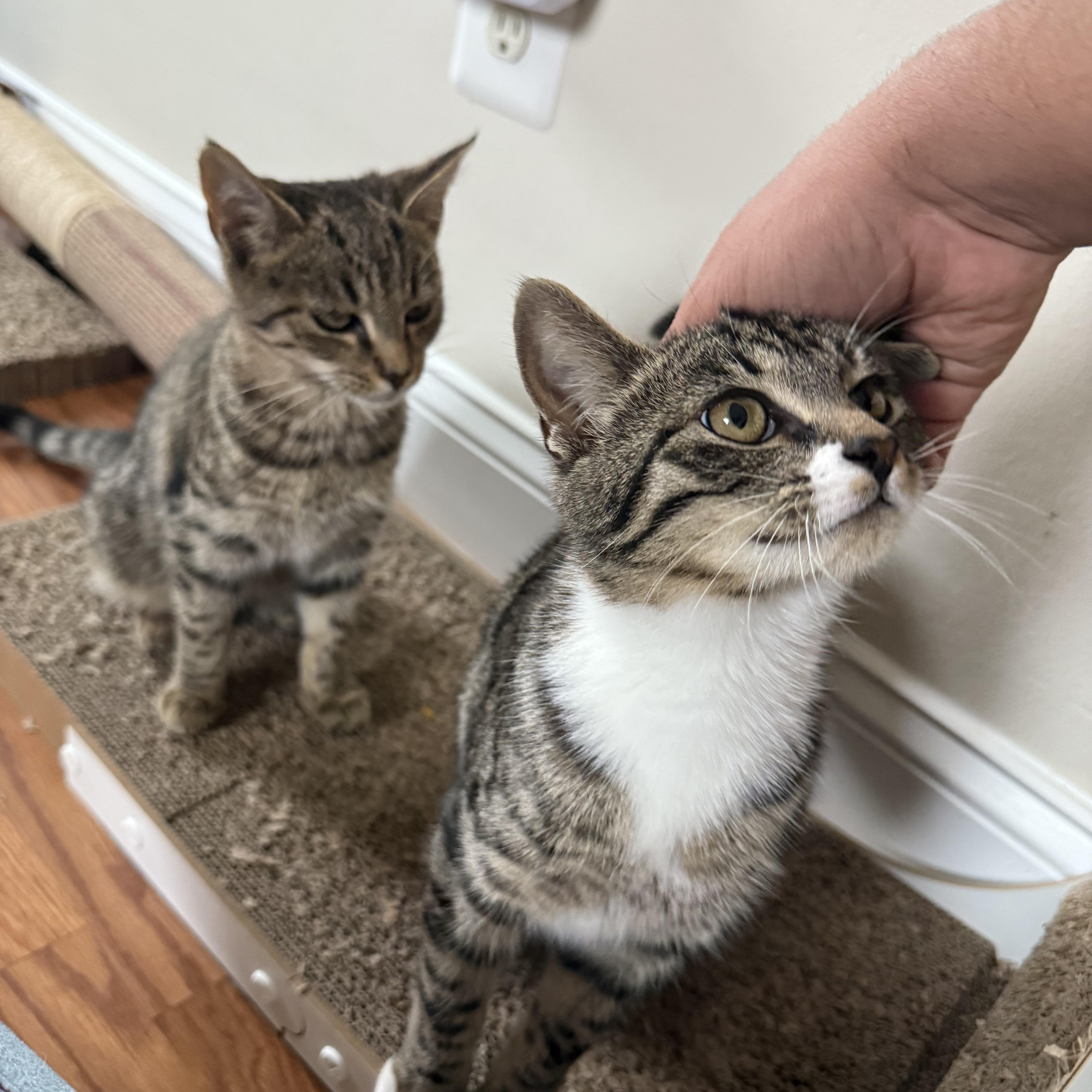 Enlarge Tamara, a Adoptable Domestic Short Hair in Beltsville, MD image 4/5