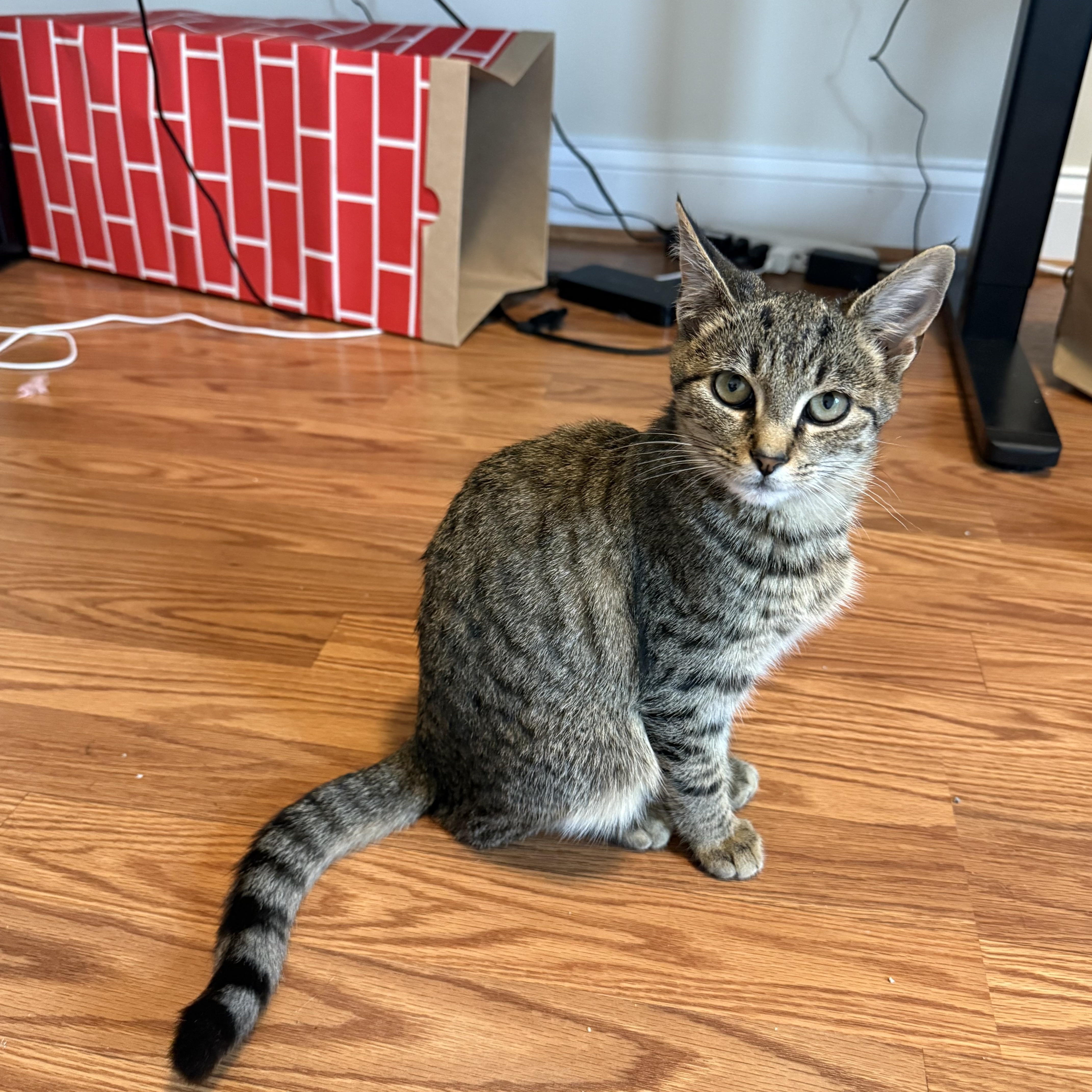 Enlarge Tamara, a Adoptable Domestic Short Hair in Beltsville, MD image 1/5