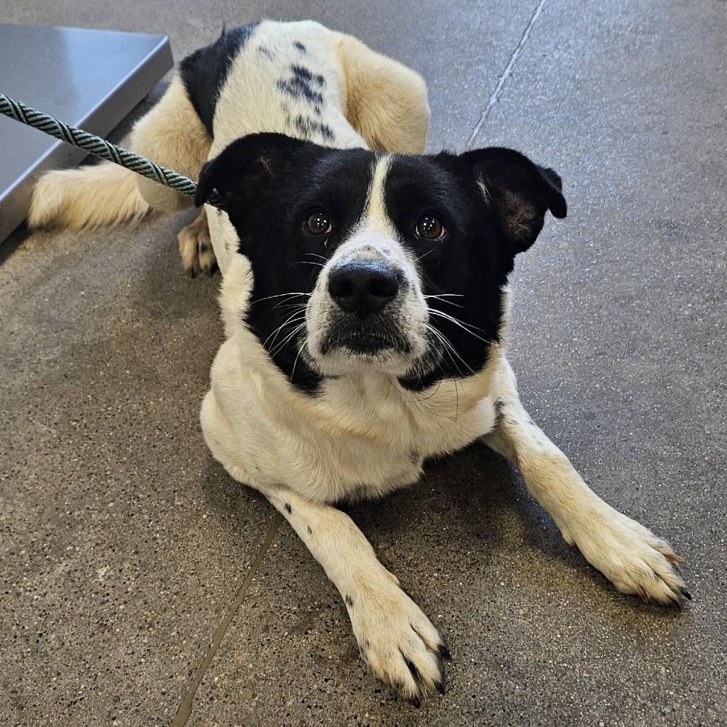 Enlarge Goose, a Adoptable Mixed Breed in Las Cruces, NM image 1/2