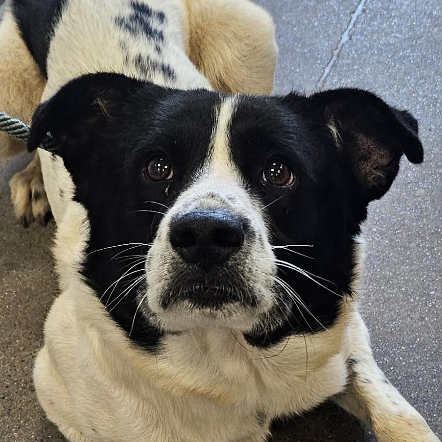Enlarge Goose, a Adoptable Mixed Breed in Las Cruces, NM image 2/2