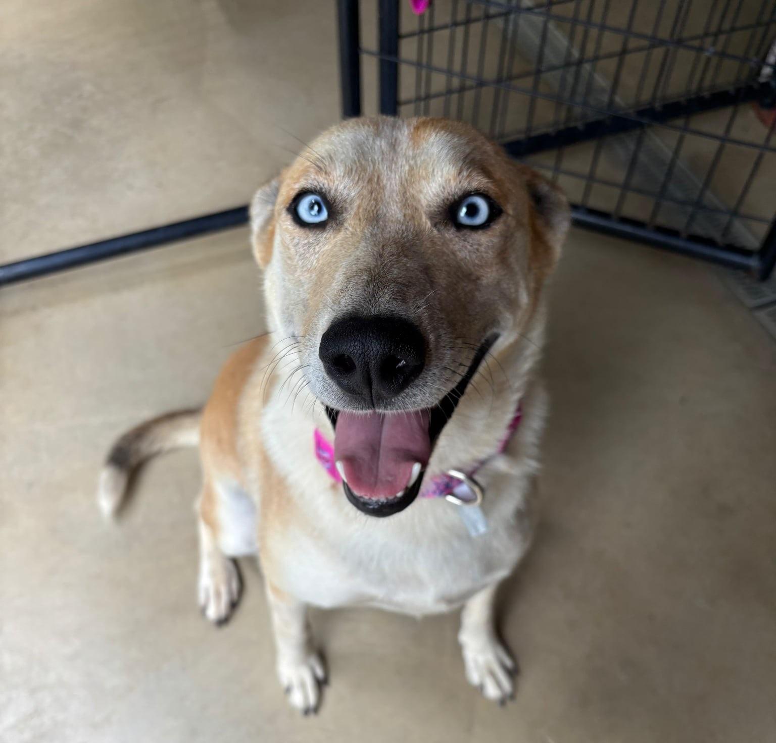 Enlarge Thrown from Truck - Sunny-2 YO Female Carolina Dog/Husky Mix-Spayed,Dog&Kid Friendly, UPD on Shots, an adopted mixed breed in Spencer, NC image 1/6