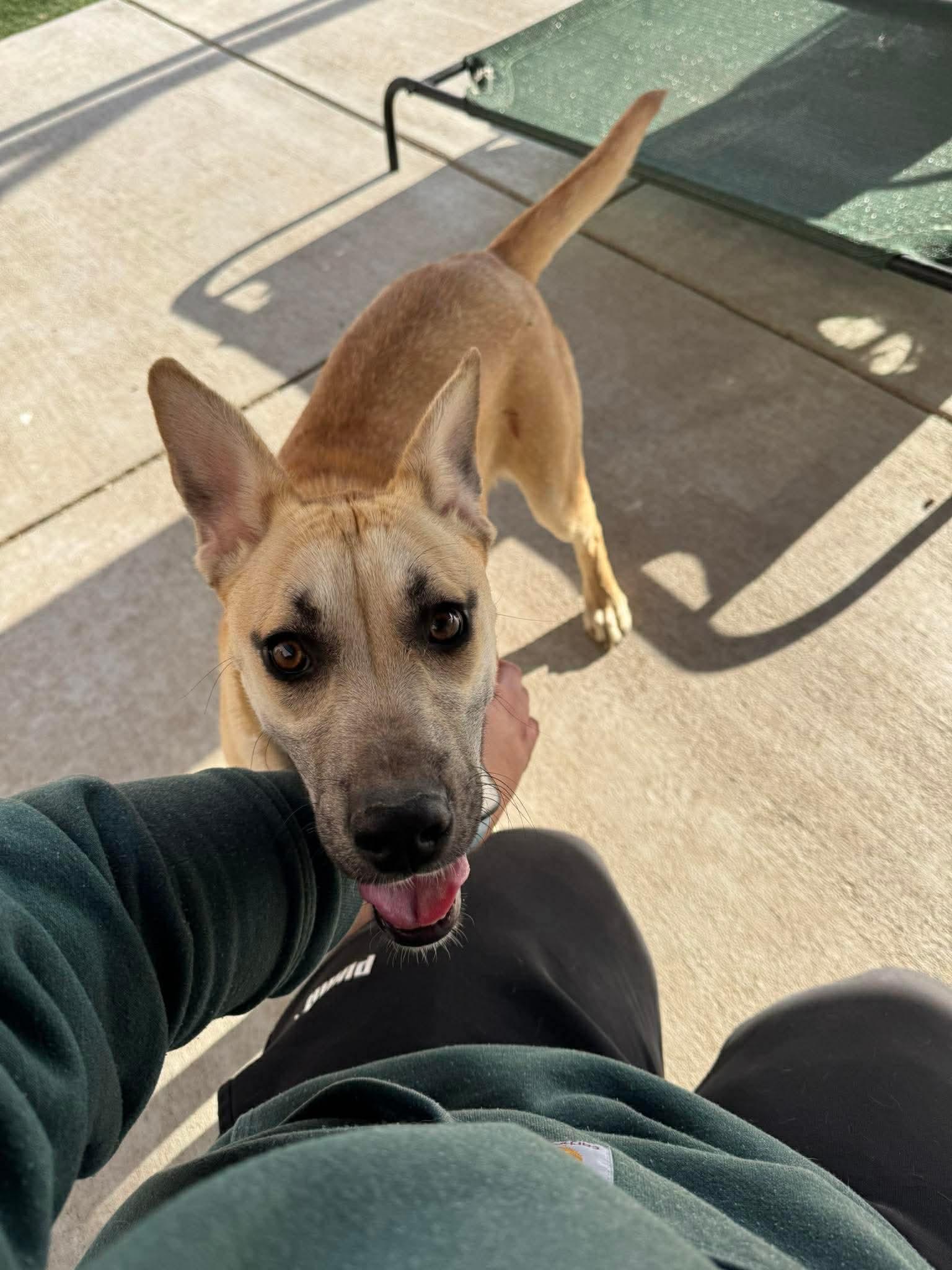 Scarlett, adopted, Puppy Female Labrador Retriever.