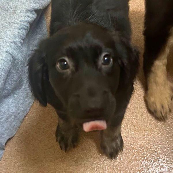 Enlarge Lancaster, a Adoptable mixed breed in Walnut Creek, CA image 1/1
