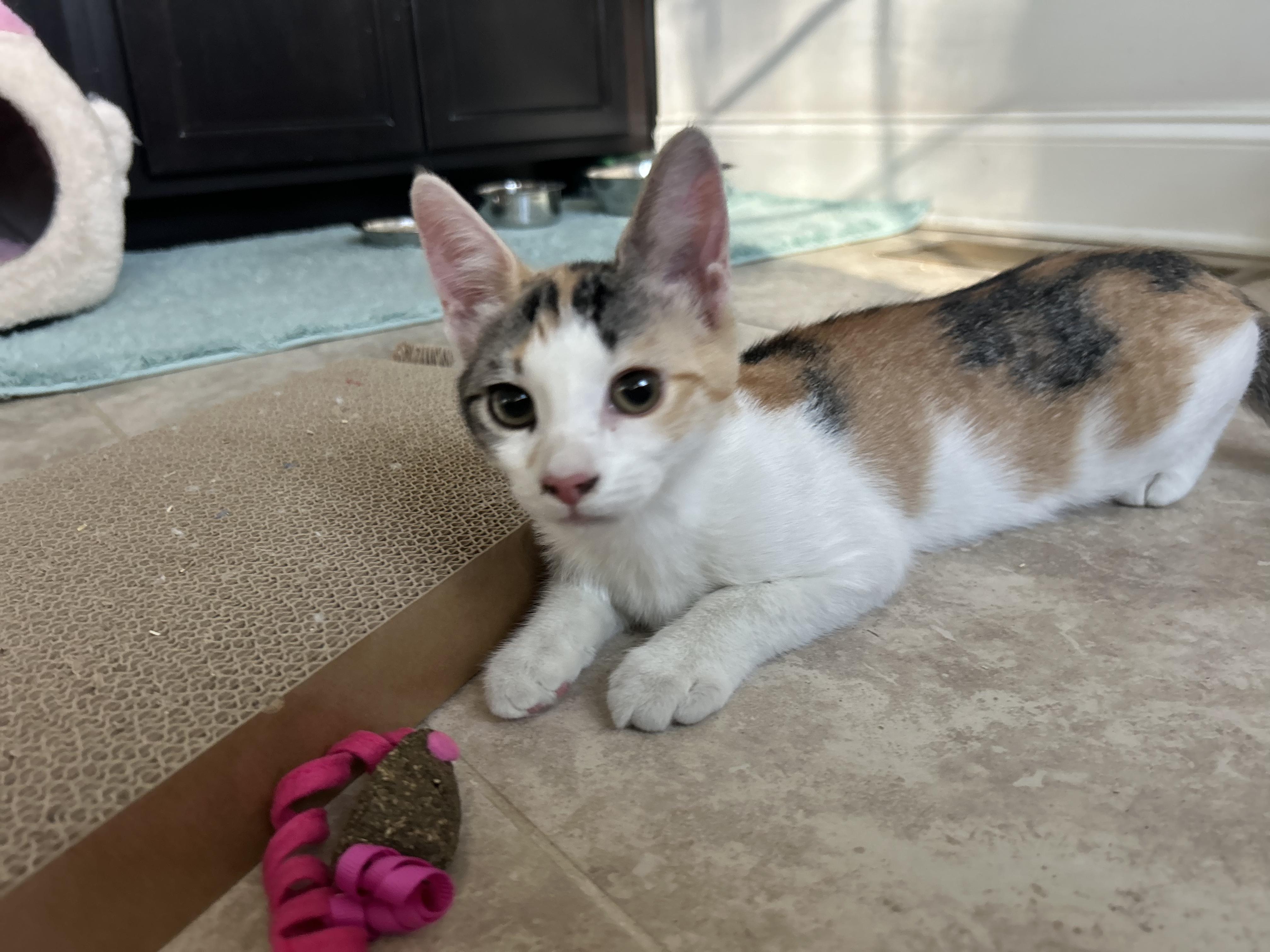 Enlarge Ena, a ADOPTABLE mixed breed in Sanford, NC image 2/4