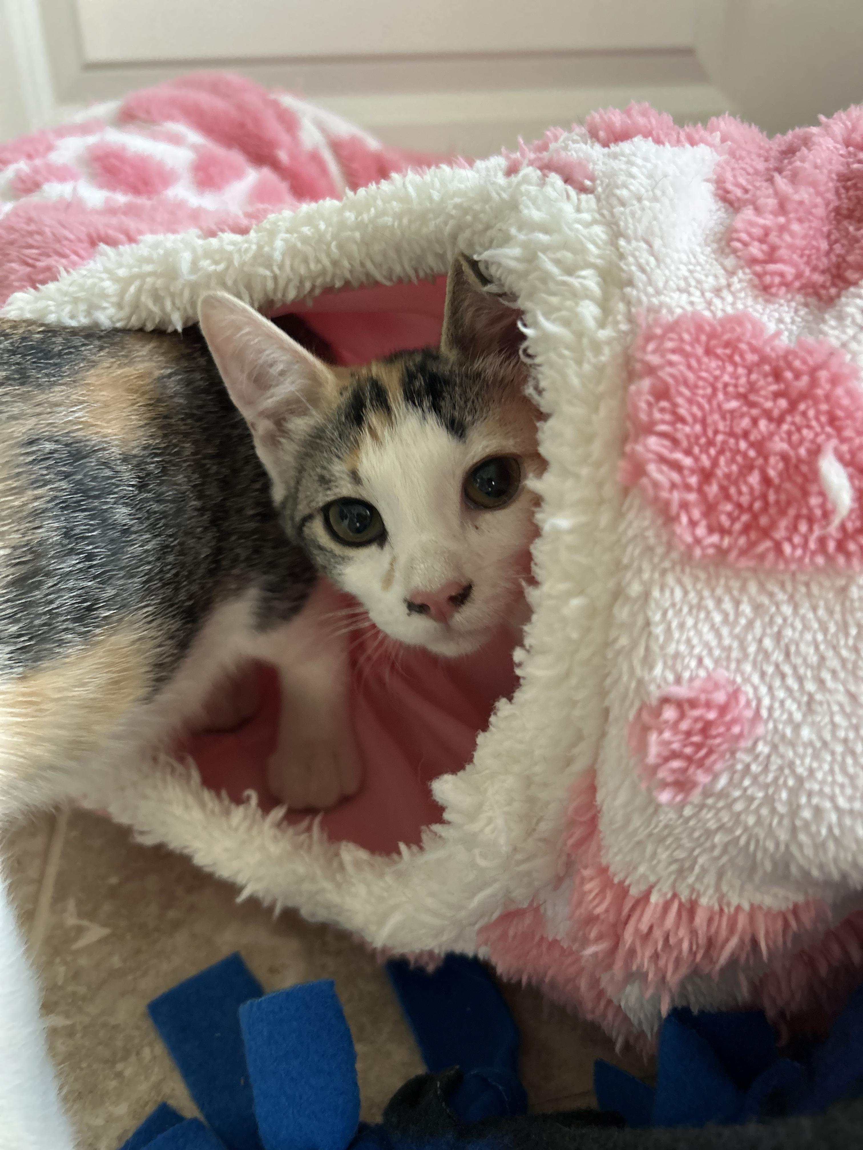 Enlarge Ena, a ADOPTABLE mixed breed in Sanford, NC image 3/4