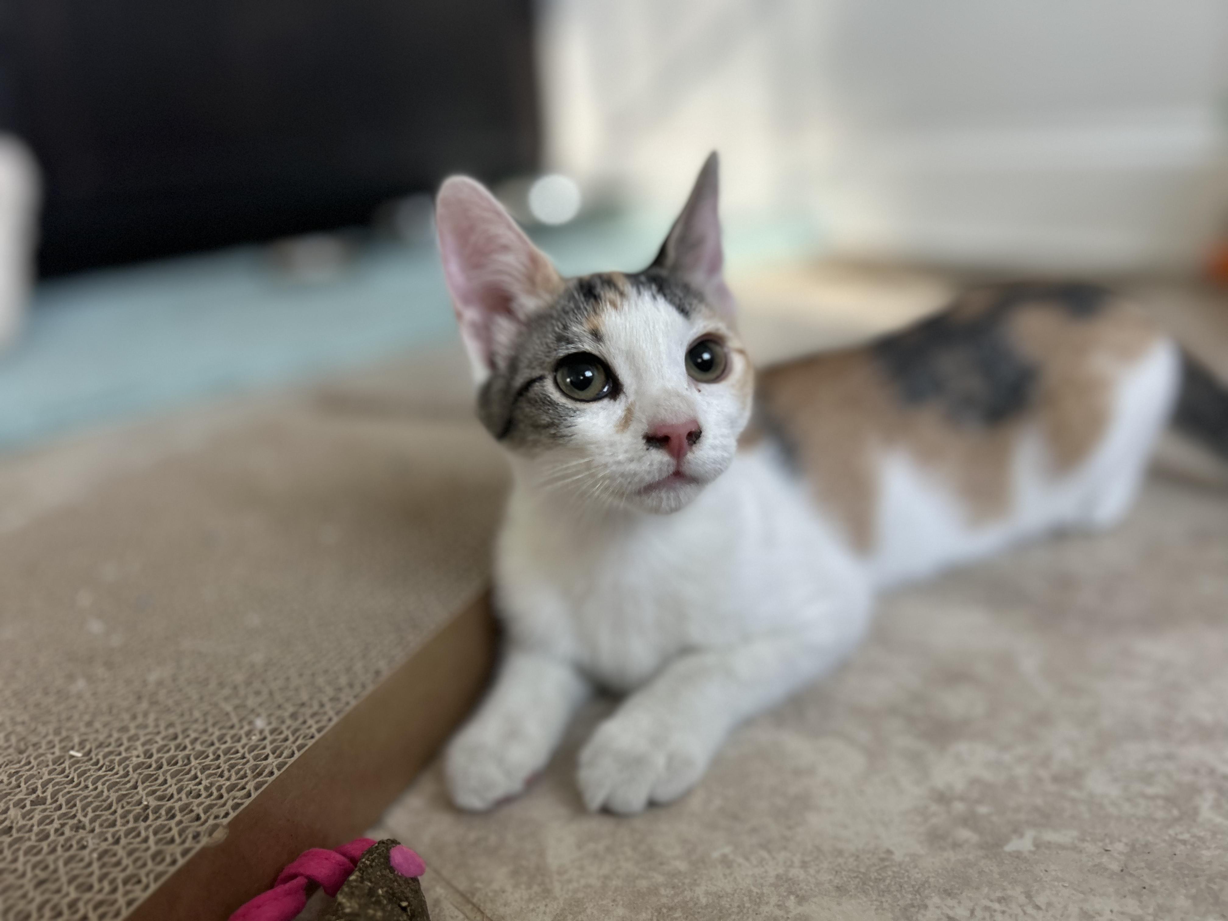 Ena, ADOPTABLE, Kitten Female Calico.