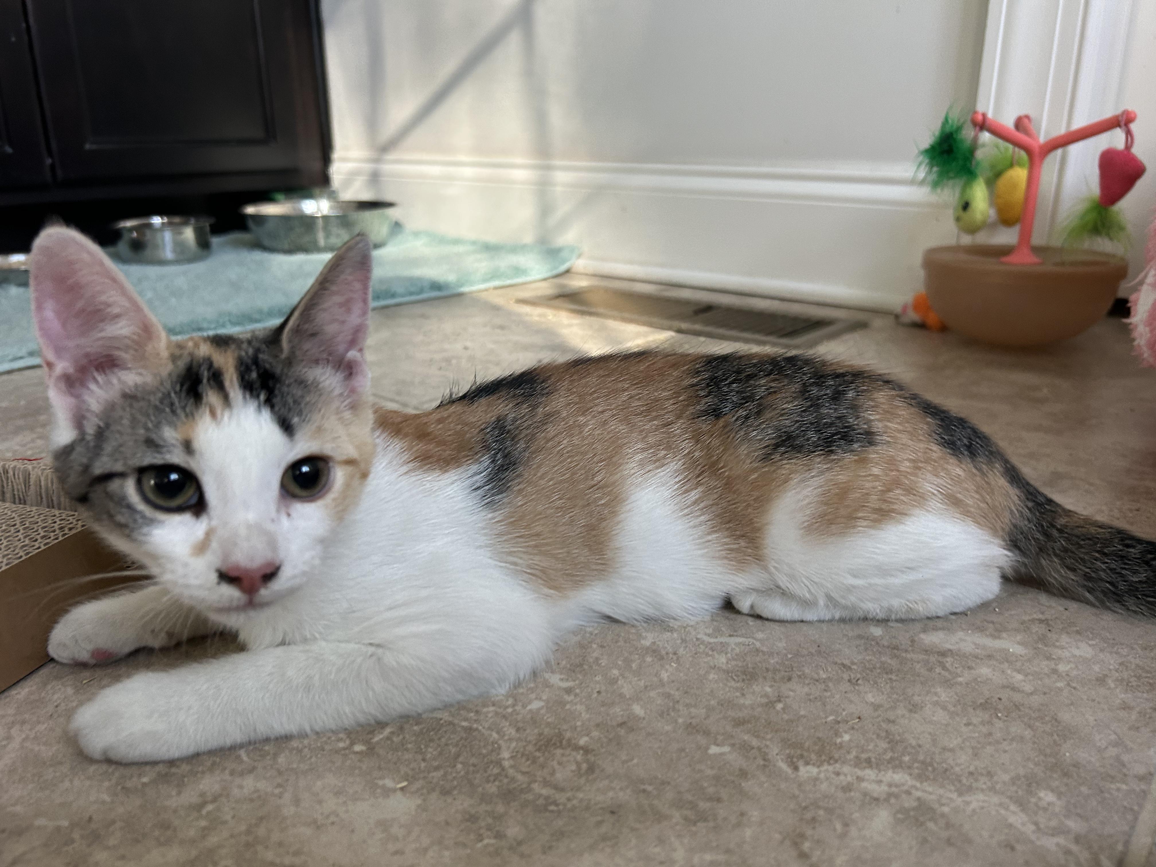 Enlarge Ena, a ADOPTABLE mixed breed in Sanford, NC image 4/4