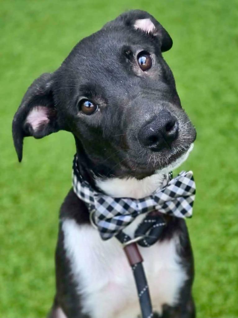 Carlos (Big Time Rush x4), Adoptable, Puppy Male Labrador Retriever & Terrier.
