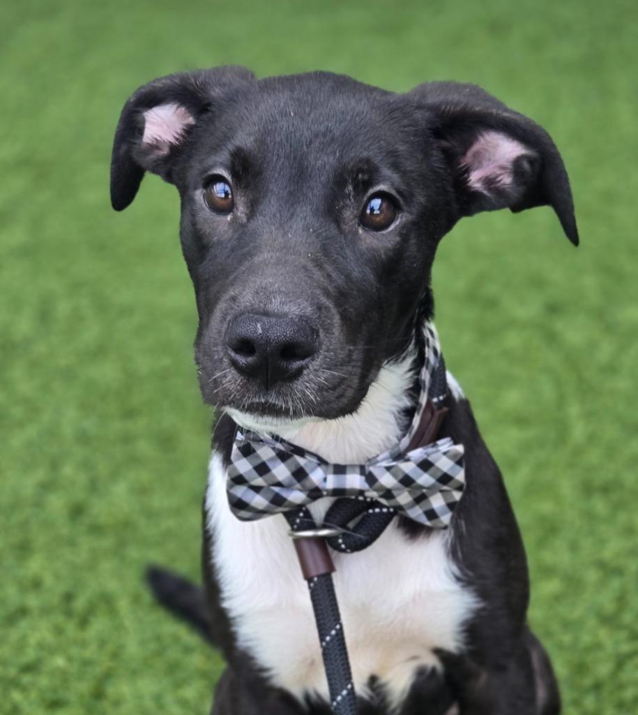 Enlarge Carlos (Big Time Rush x4), a Adoptable mixed breed in Hartsville, SC image 2/4