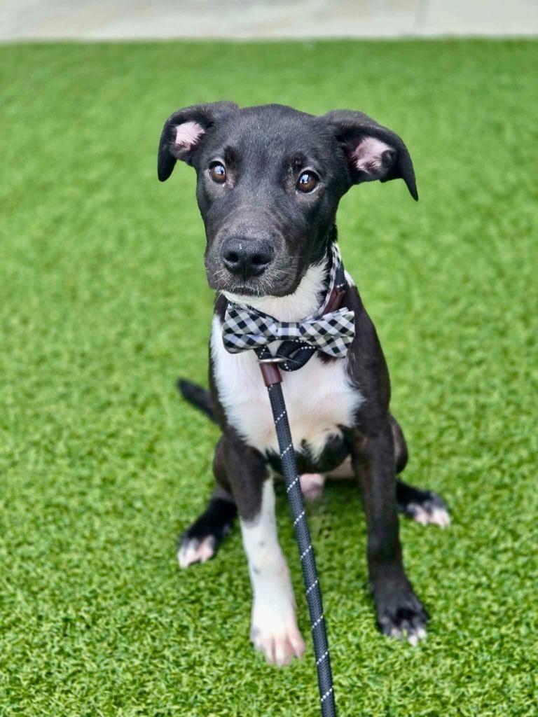 Enlarge Carlos (Big Time Rush x4), a Adoptable mixed breed in Hartsville, SC image 3/4