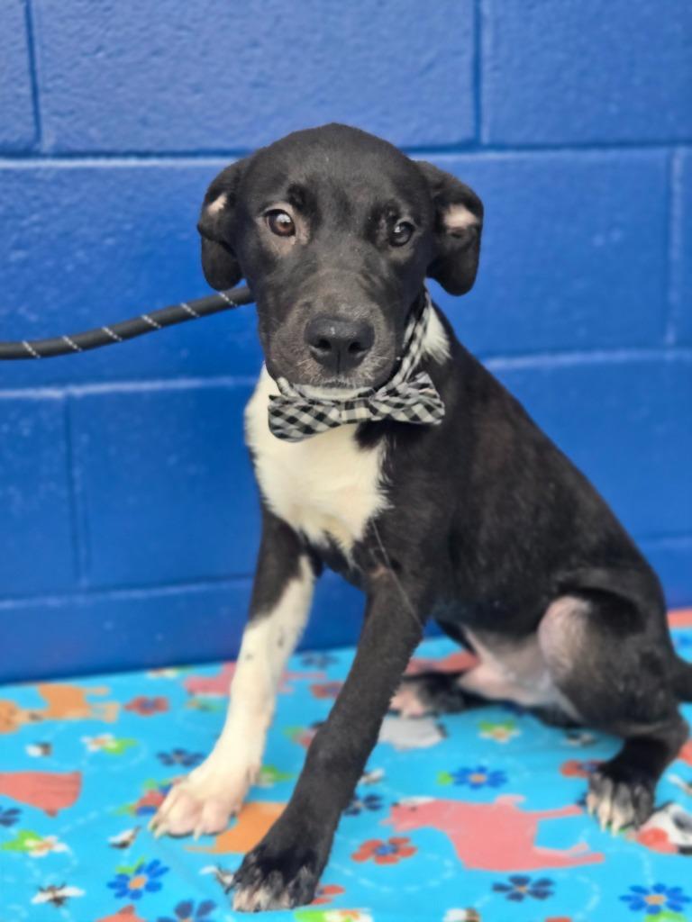 Enlarge Carlos (Big Time Rush x4), a Adoptable mixed breed in Hartsville, SC image 4/4