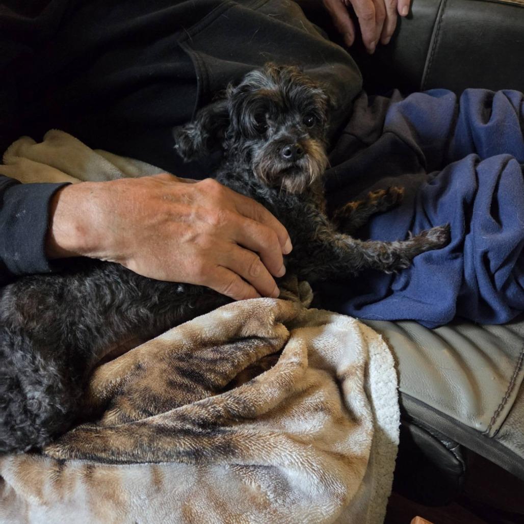 Begonia, Adoptable, Senior Female Poodle (Toy).