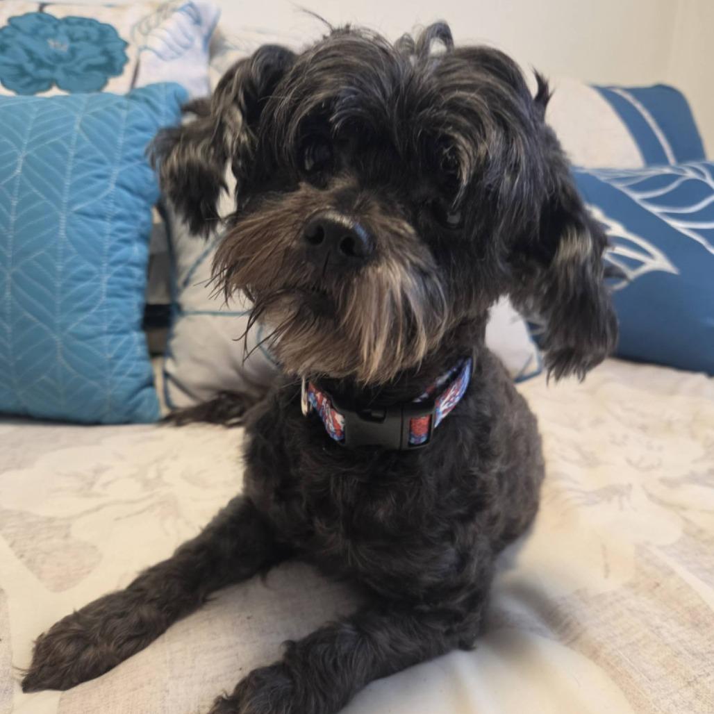 Enlarge Begonia, a Adoptable Poodle (Toy) in Tomah, WI image 2/5