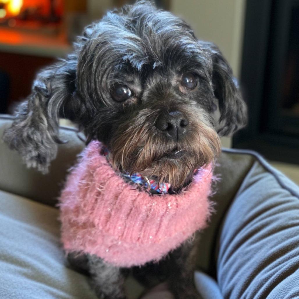 Enlarge Begonia, a Adoptable Poodle (Toy) in Tomah, WI image 3/5