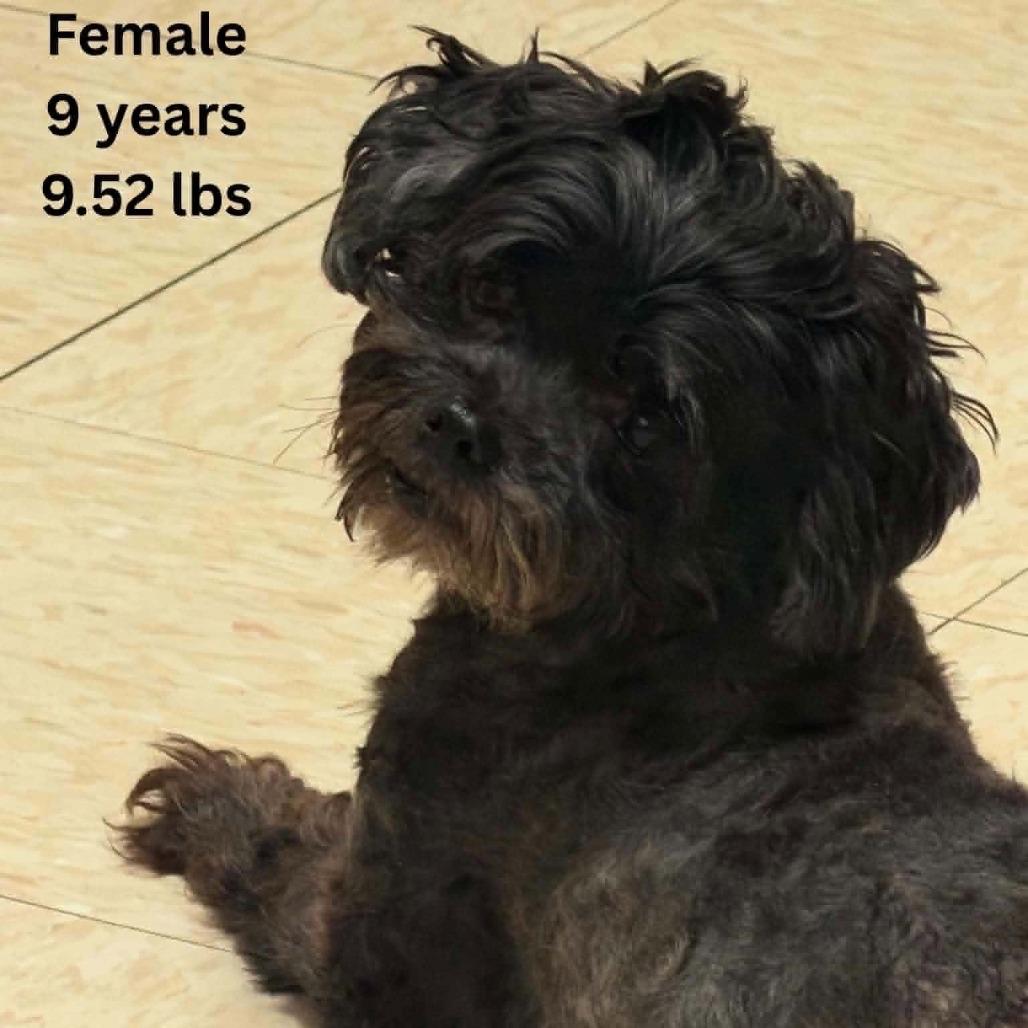 Enlarge Begonia, a Adoptable Poodle (Toy) in Tomah, WI image 4/5
