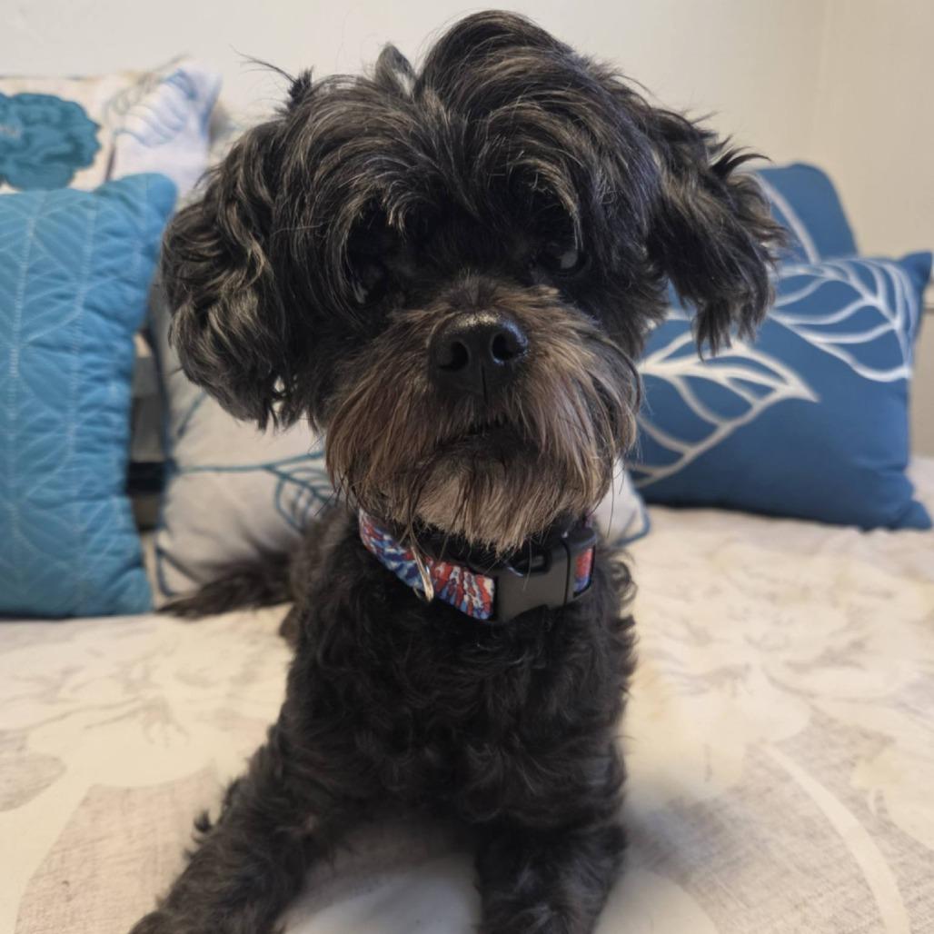 Enlarge Begonia, a Adoptable Poodle (Toy) in Tomah, WI image 5/5