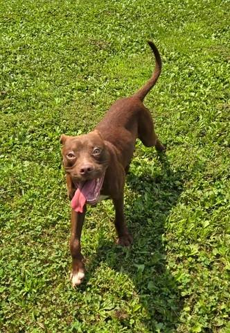 Enlarge Lyle, a Adoptable Mixed Breed in Point Pleasant, WV image 3/3