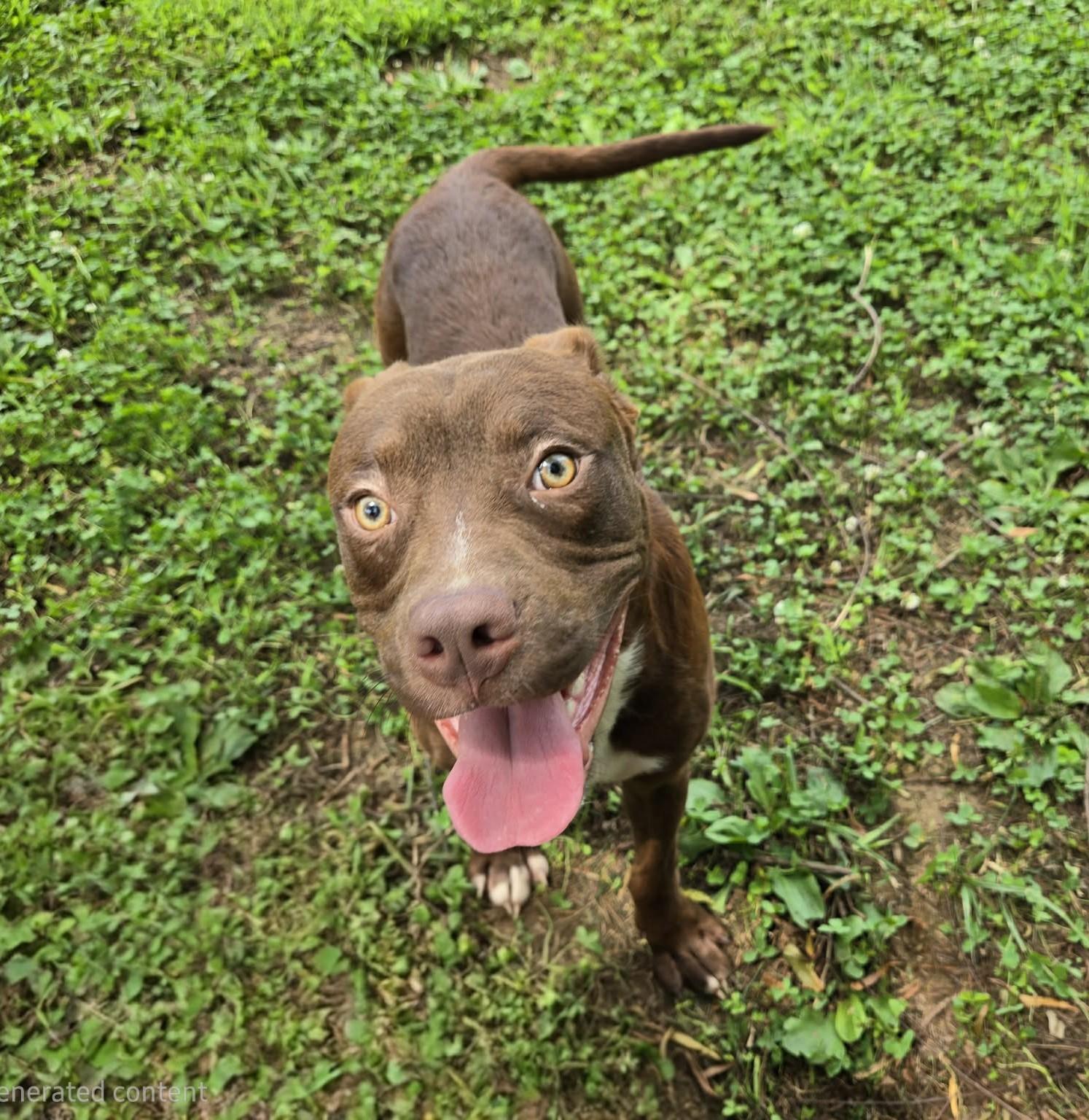 Lyle, Adoptable, Young Male Mixed Breed.