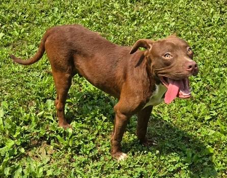 Enlarge Lyle, a Adoptable Mixed Breed in Point Pleasant, WV image 2/3