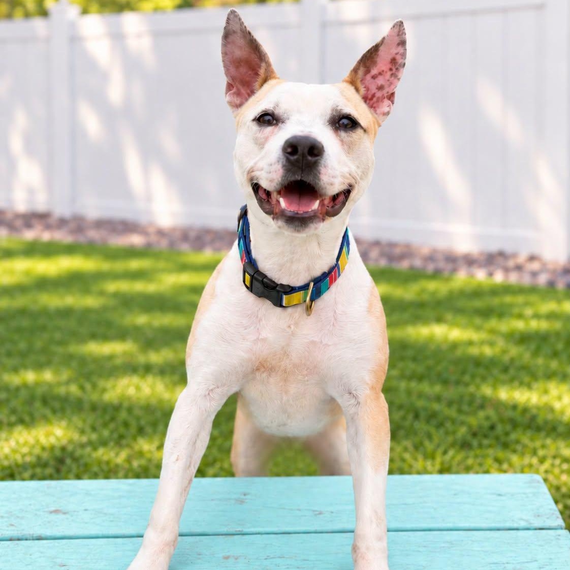 Enlarge LEO, a Adopted mixed breed in Cranston, RI image 1/3