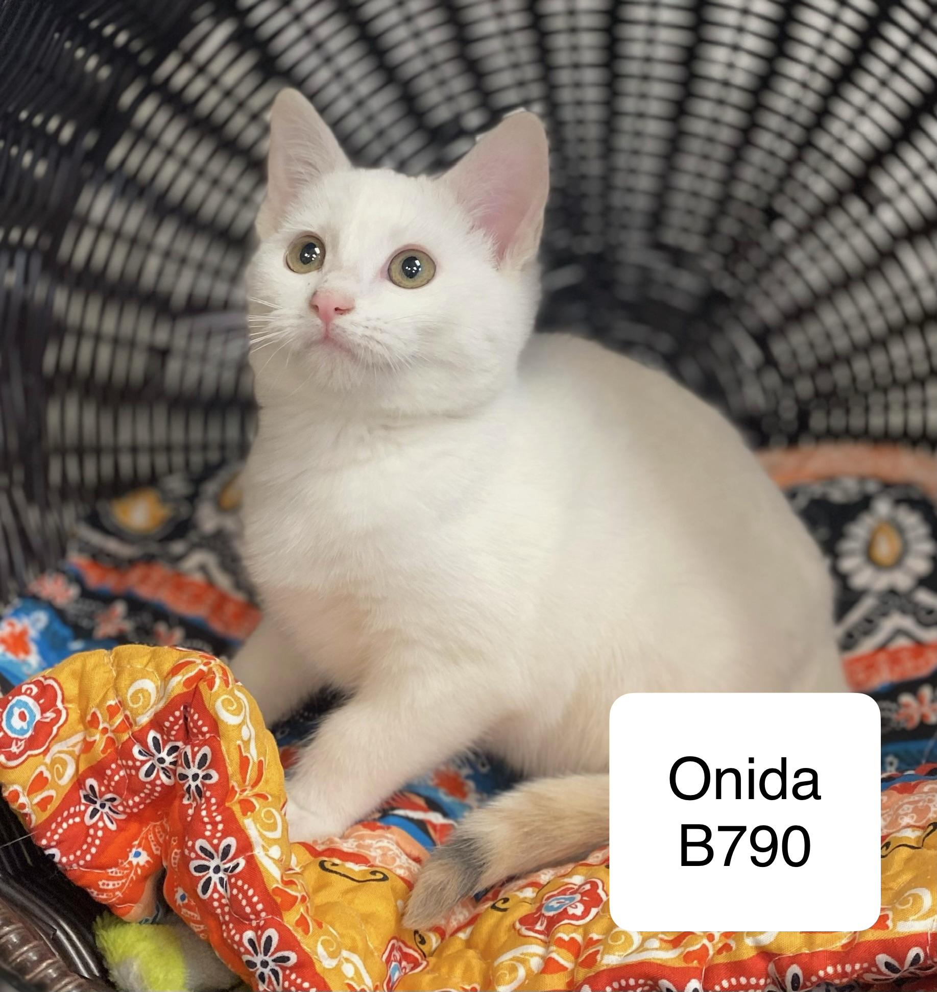 Onida, ADOPTABLE, Kitten Female Domestic Short Hair.