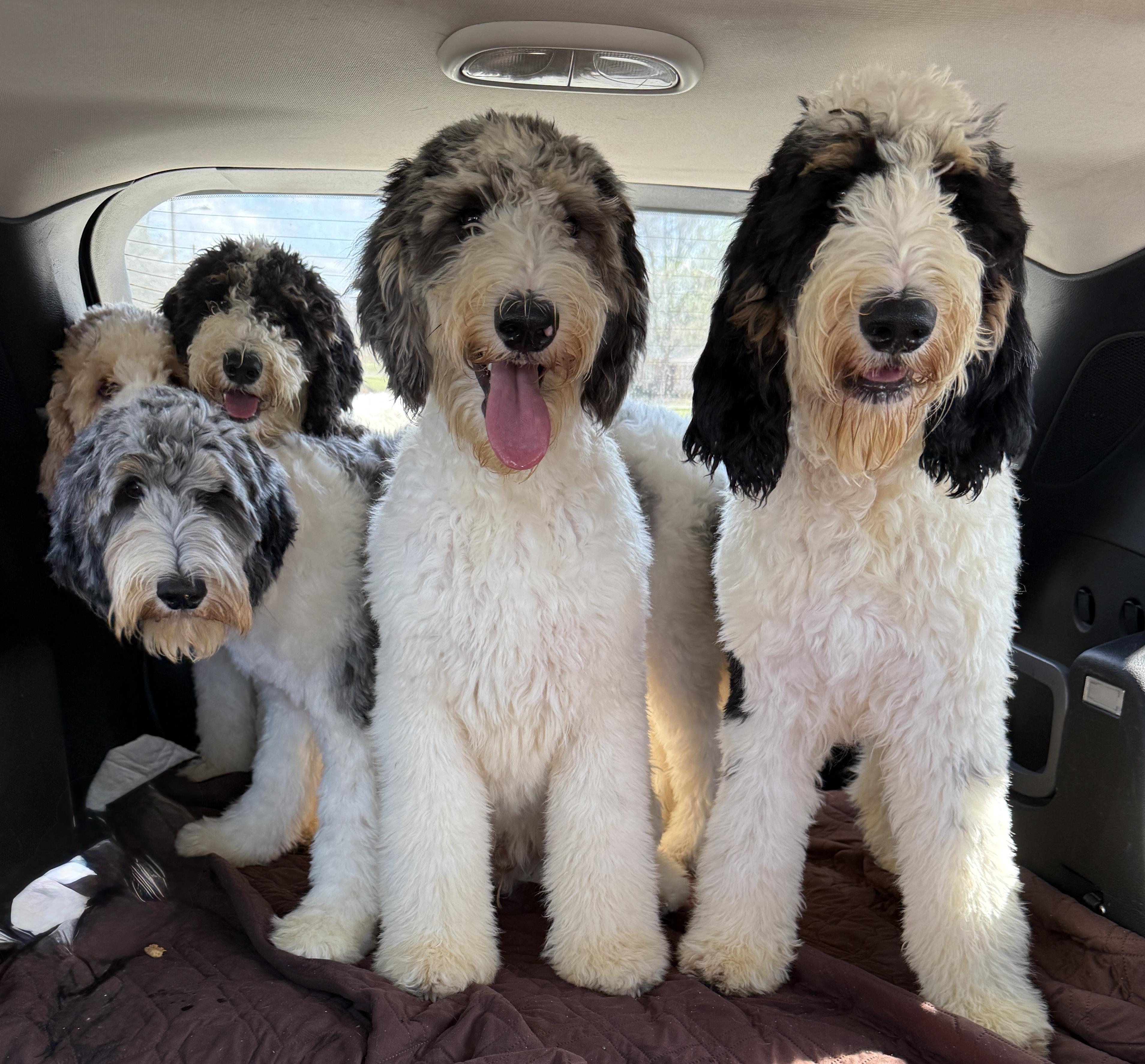 Teddy , an adopted Bernadoodle in Charlotte, NC image 3/4