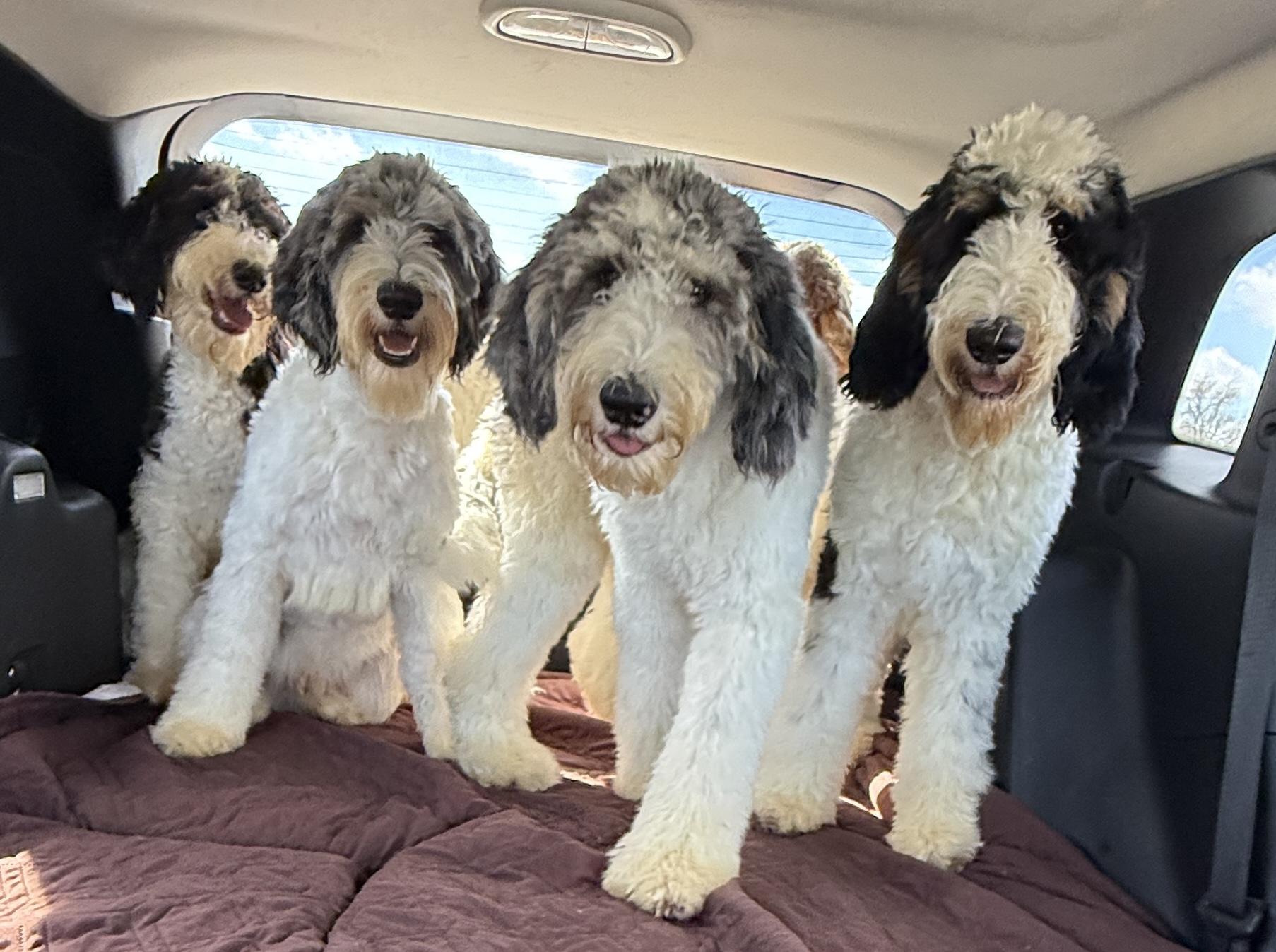 Teddy , an adopted Bernadoodle in Charlotte, NC image 4/4