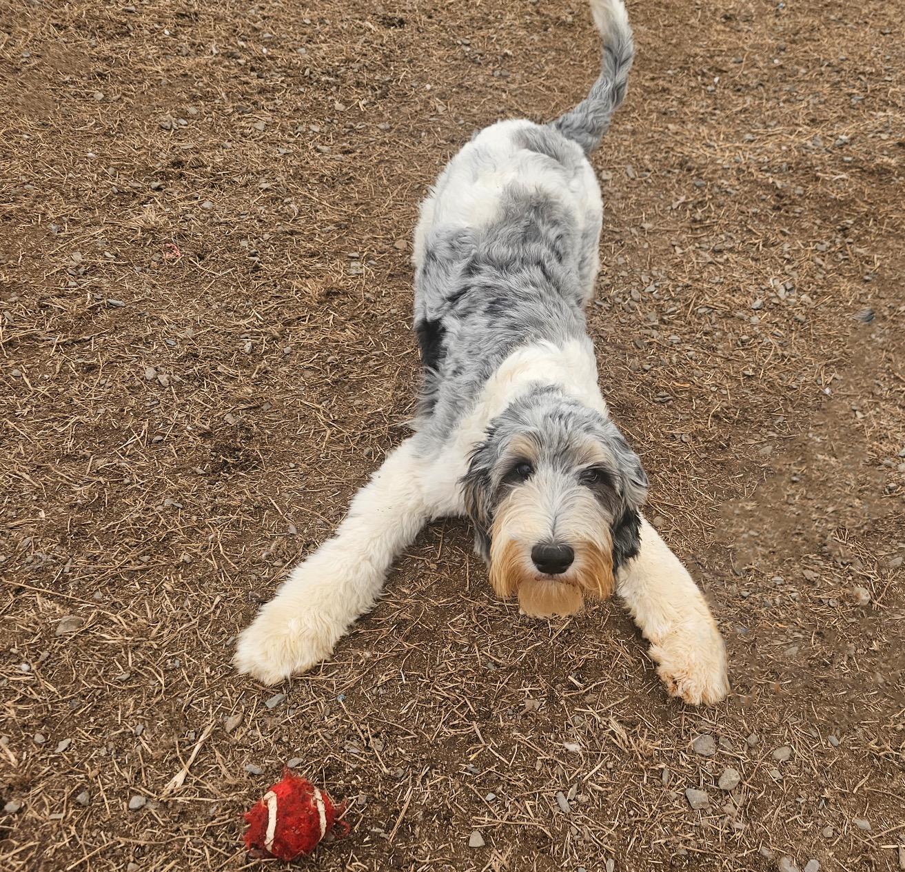 Teddy , an adopted Bernadoodle in Charlotte, NC image 2/4