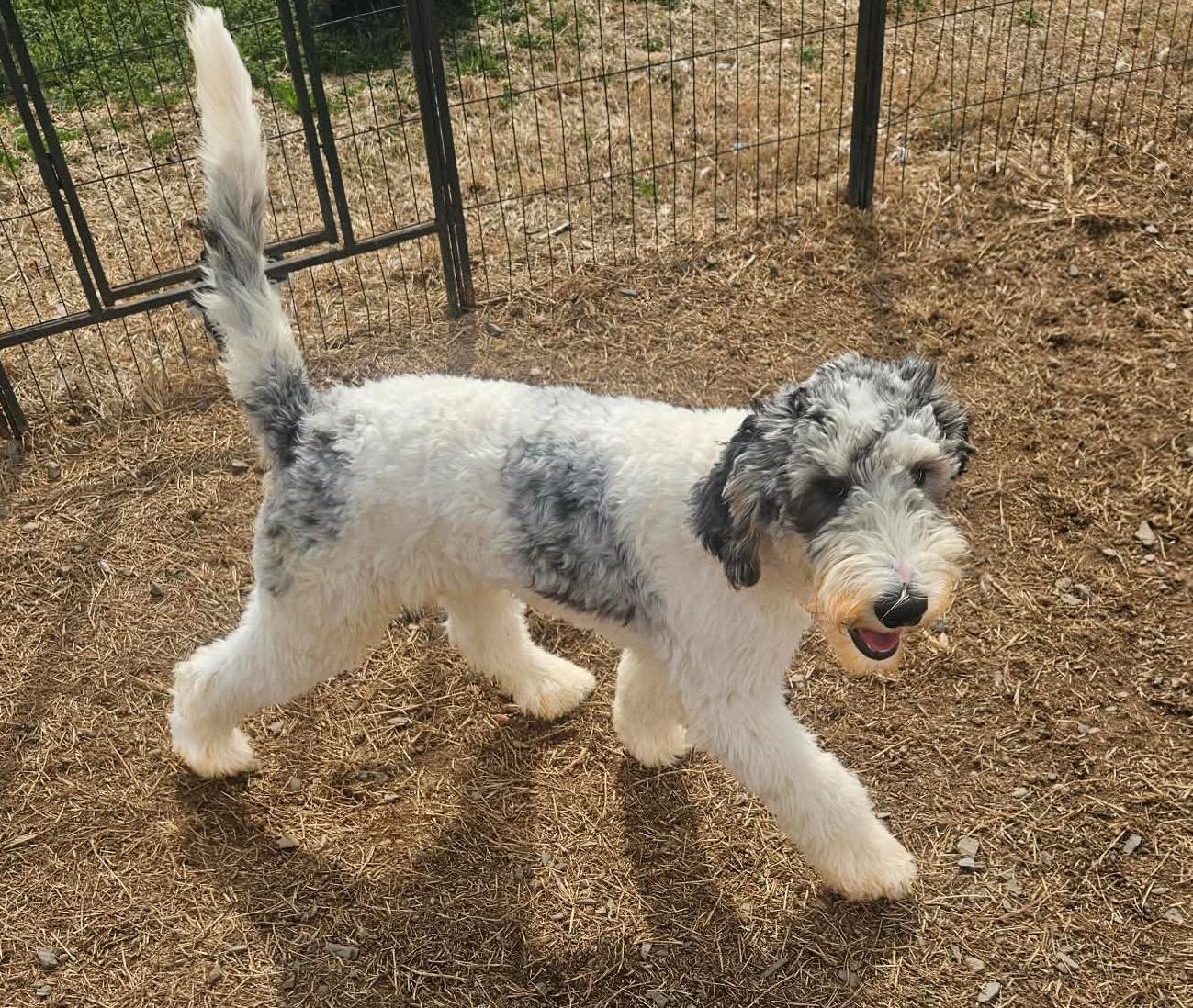 Teddy , an adopted Bernadoodle in Charlotte, NC image 1/4