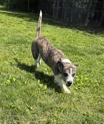 Enlarge Izzy, a Adoptable mixed breed in Paducah, KY image 1/1