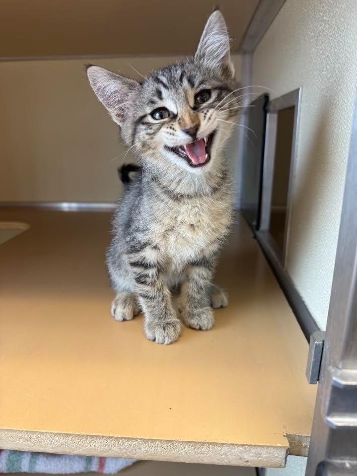 Enlarge Bullwinkle, a ADOPTABLE Domestic Short Hair in Sterling, CO image 2/2