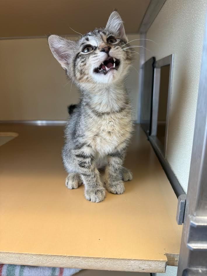 Bullwinkle, ADOPTABLE, Kitten Male Domestic Short Hair.