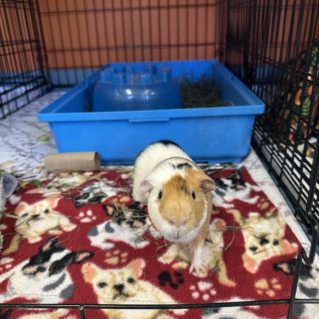 Enlarge Hunter, a Adoptable Guinea Pig in Brockton, MA image 1/1
