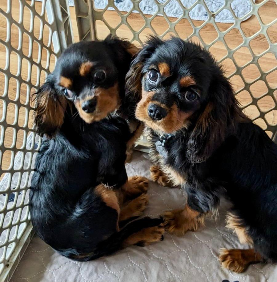 Dog for adoption Tom & Jerry, a Cavalier King Charles Spaniel in Crompond, NY Petfinder