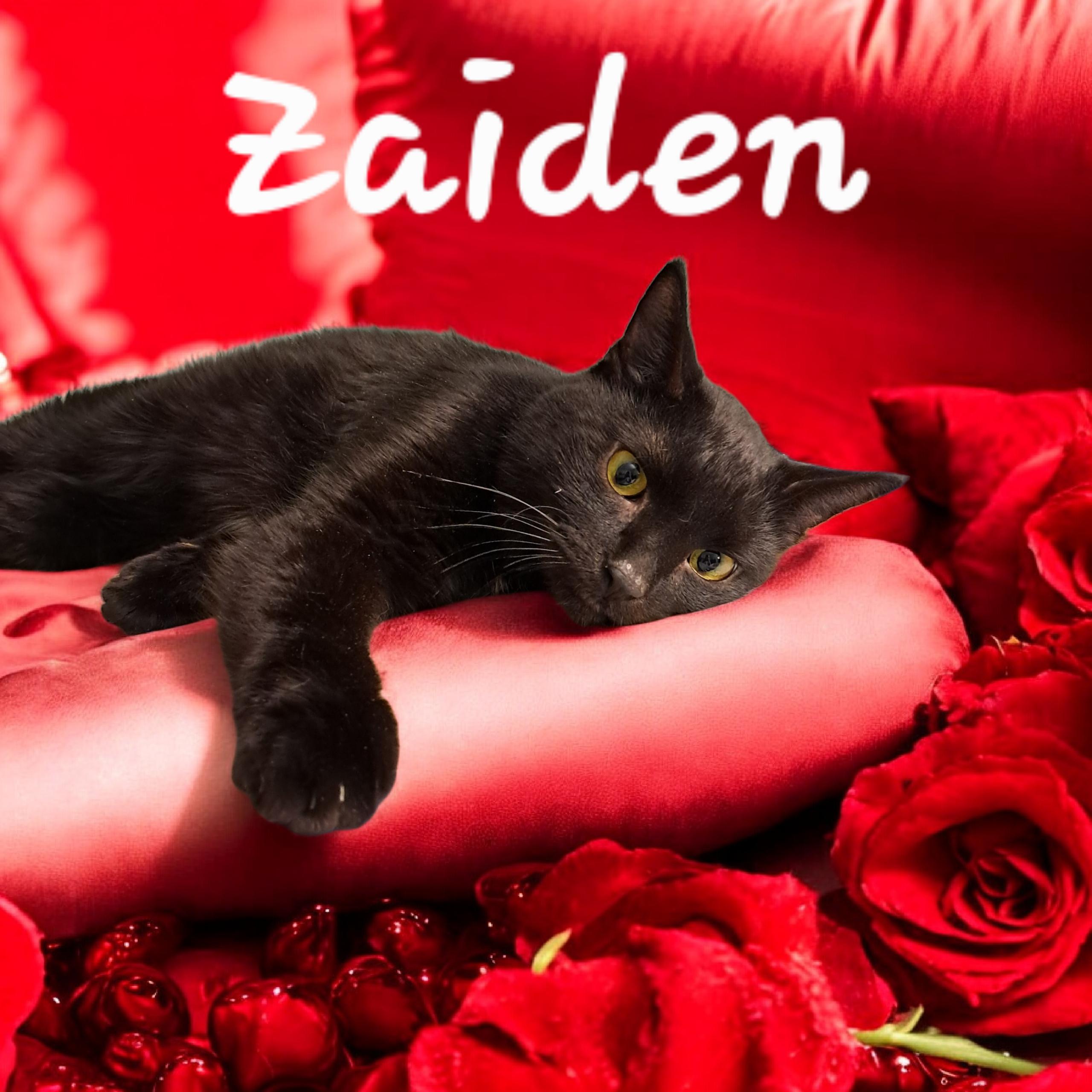 Enlarge Zaiden, a ADOPTABLE mixed breed in Massillon, OH image 1/1