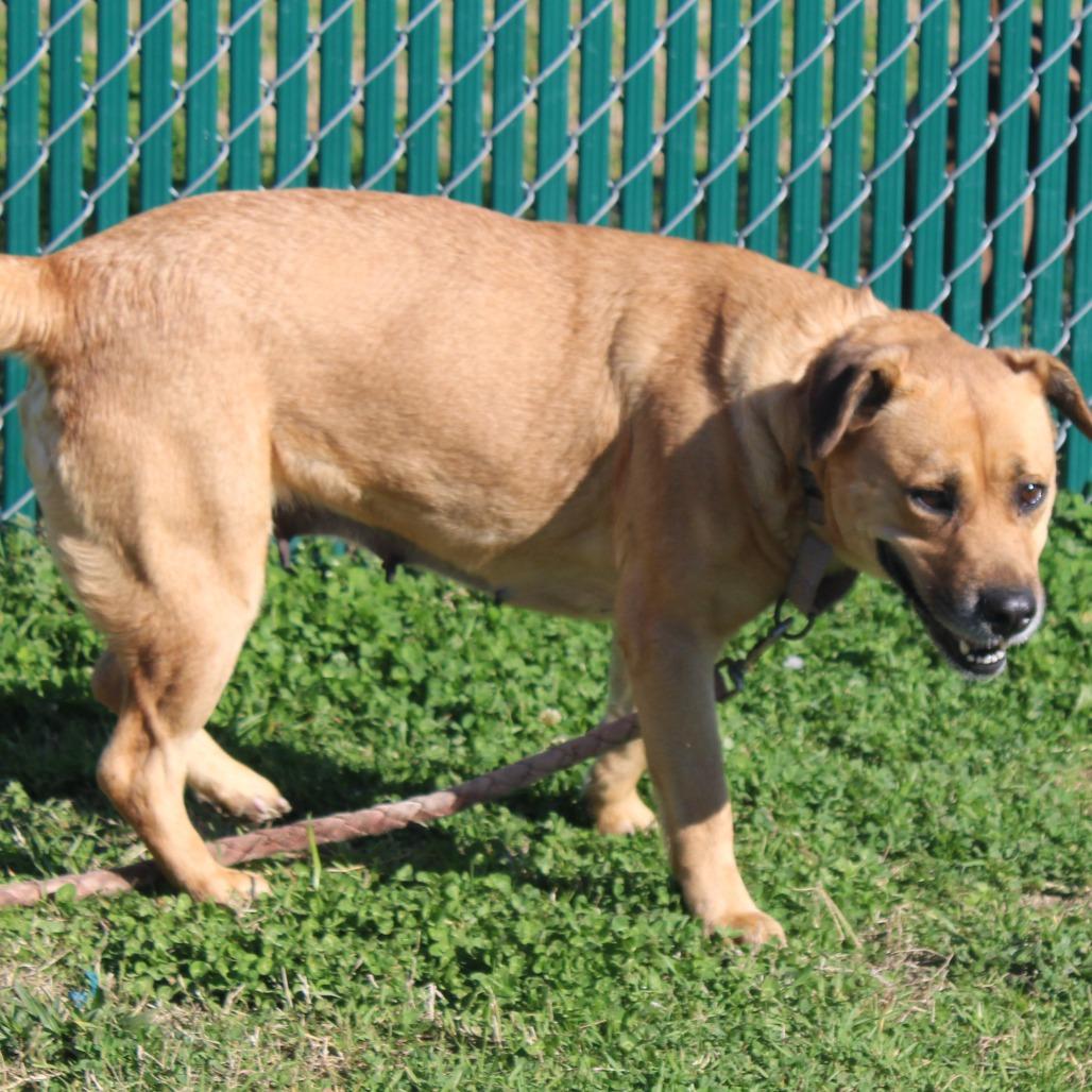 Lemon, Adoptable, Adult Female Black Mouth Cur.